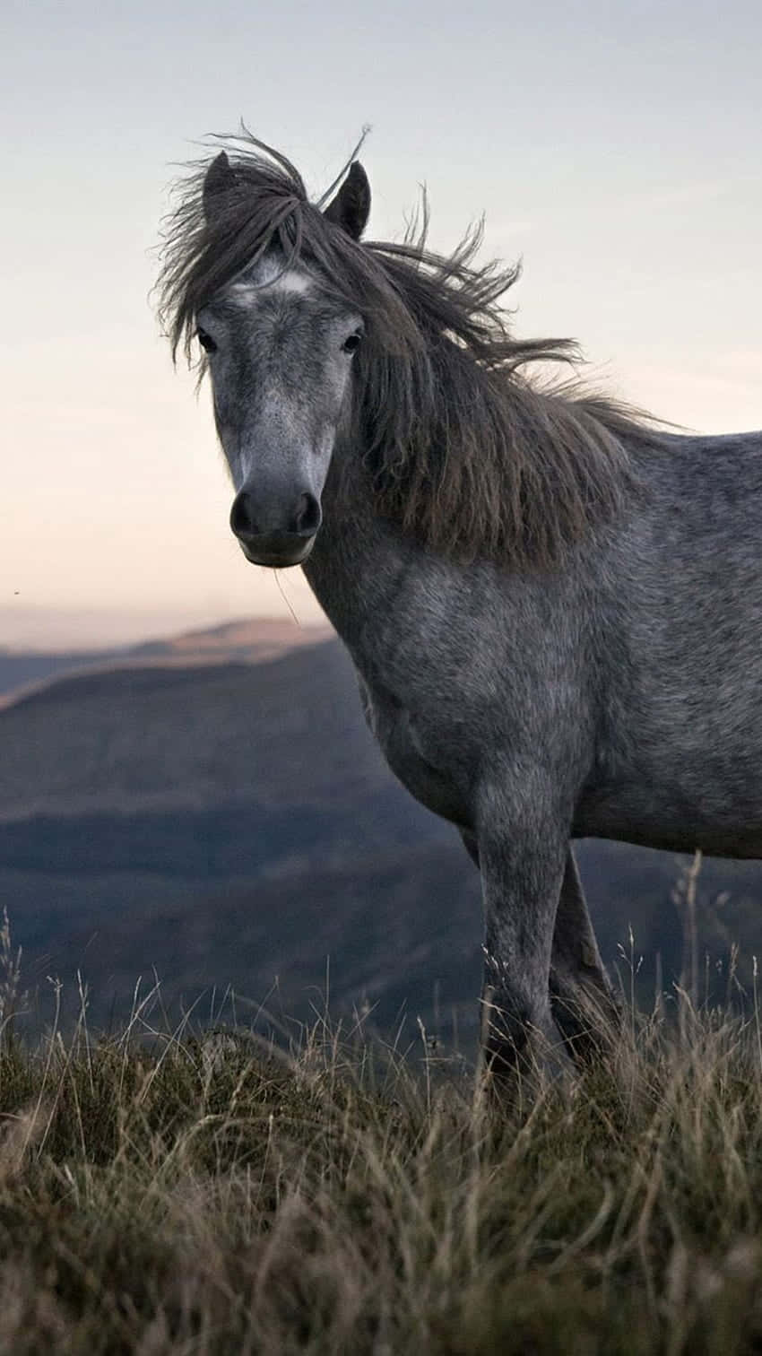 Beautiful Horse iPhone 桌布 壁紙 — 一匹雄偉的灰色野馬站在黃昏時分的草坡上，鬃毛隨風飄揚，遠山在柔和的暮色中。