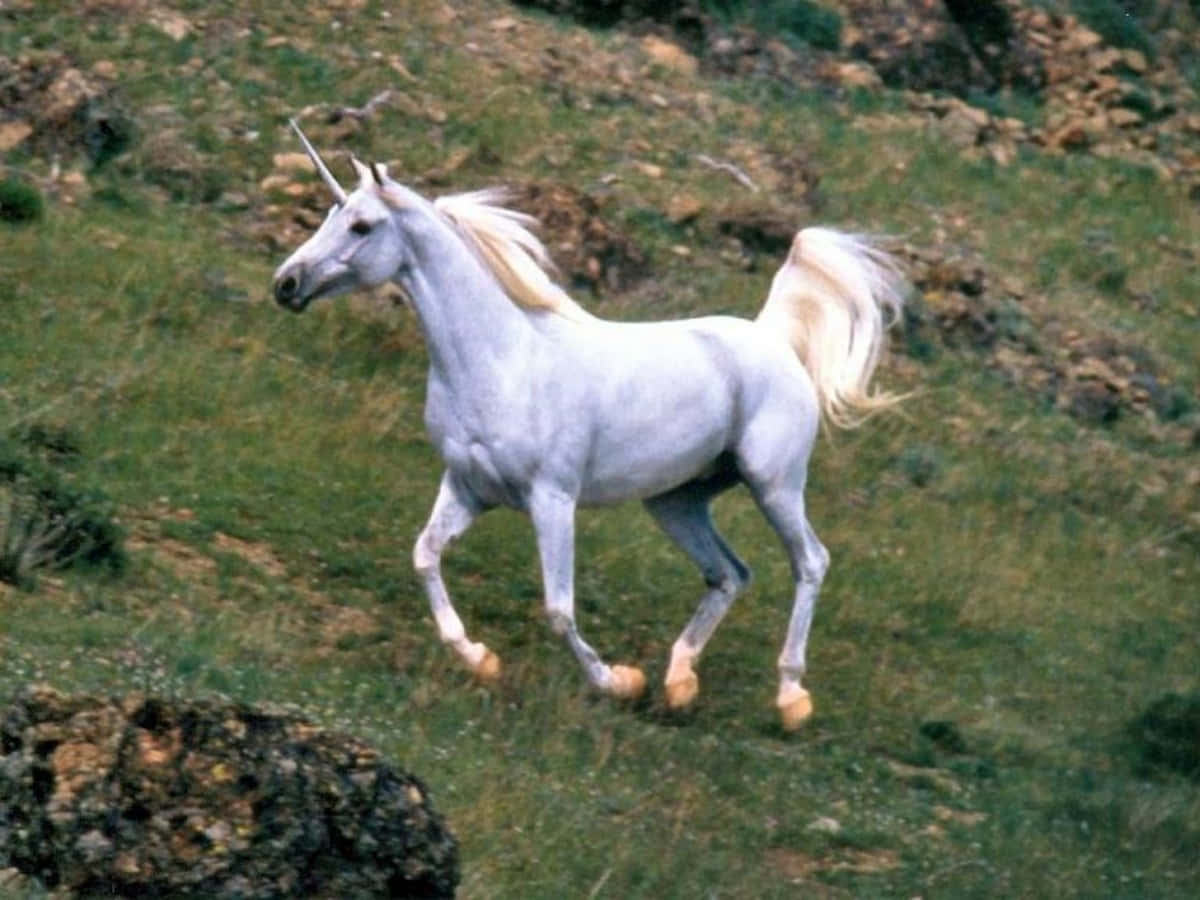 Real Unicorn 桌布 壁紙 — 一匹雄偉的白色獨角獸，擁有飄逸的鬃毛和角，優雅地奔馳在點綴著岩石的草坡上。