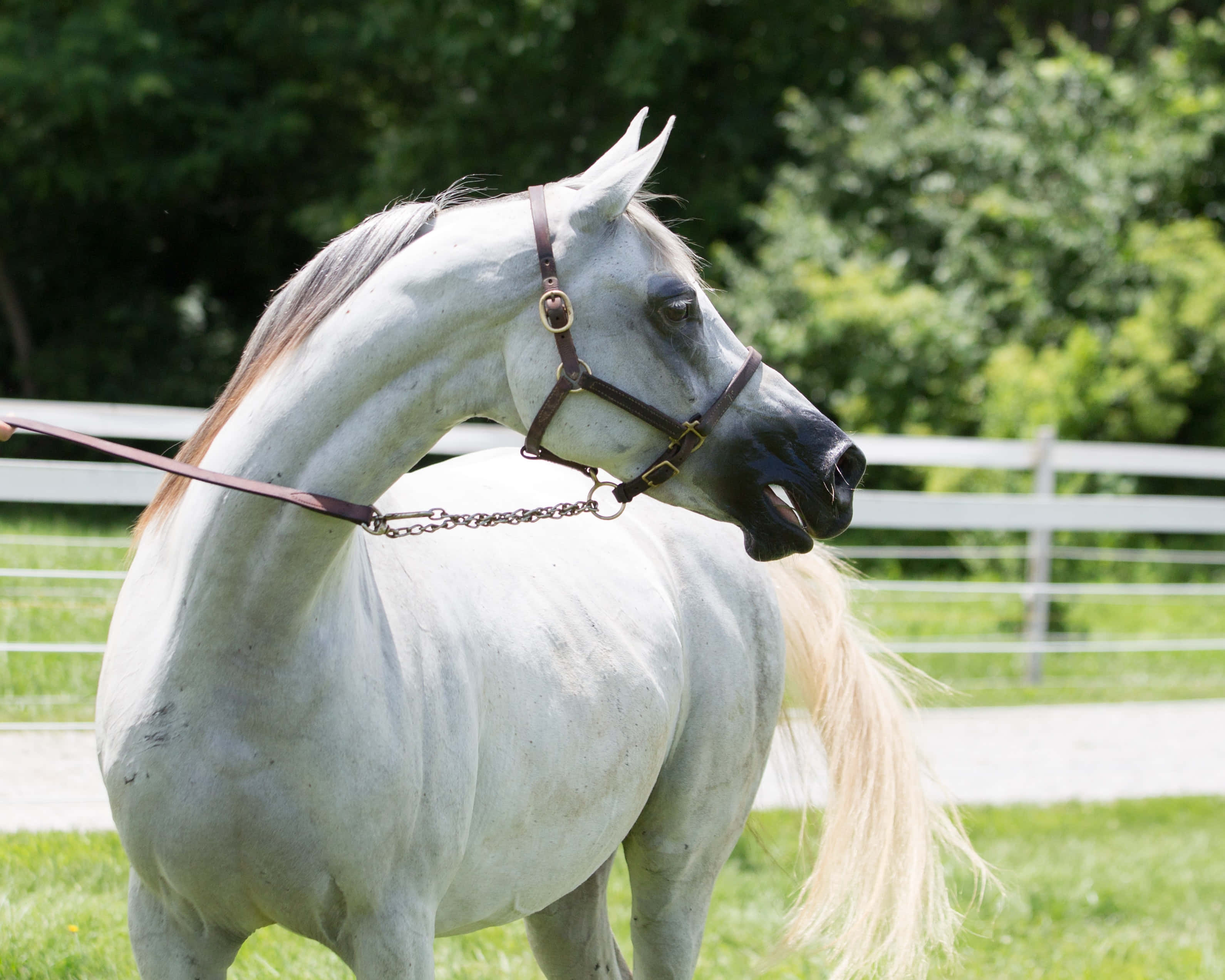 Arabian Horse 桌布 壁紙 — 一匹雄偉的白色阿拉伯馬，有著深色口鼻和飄逸的鬃毛，優雅地站在白色圍欄後陽光明媚的草地上。