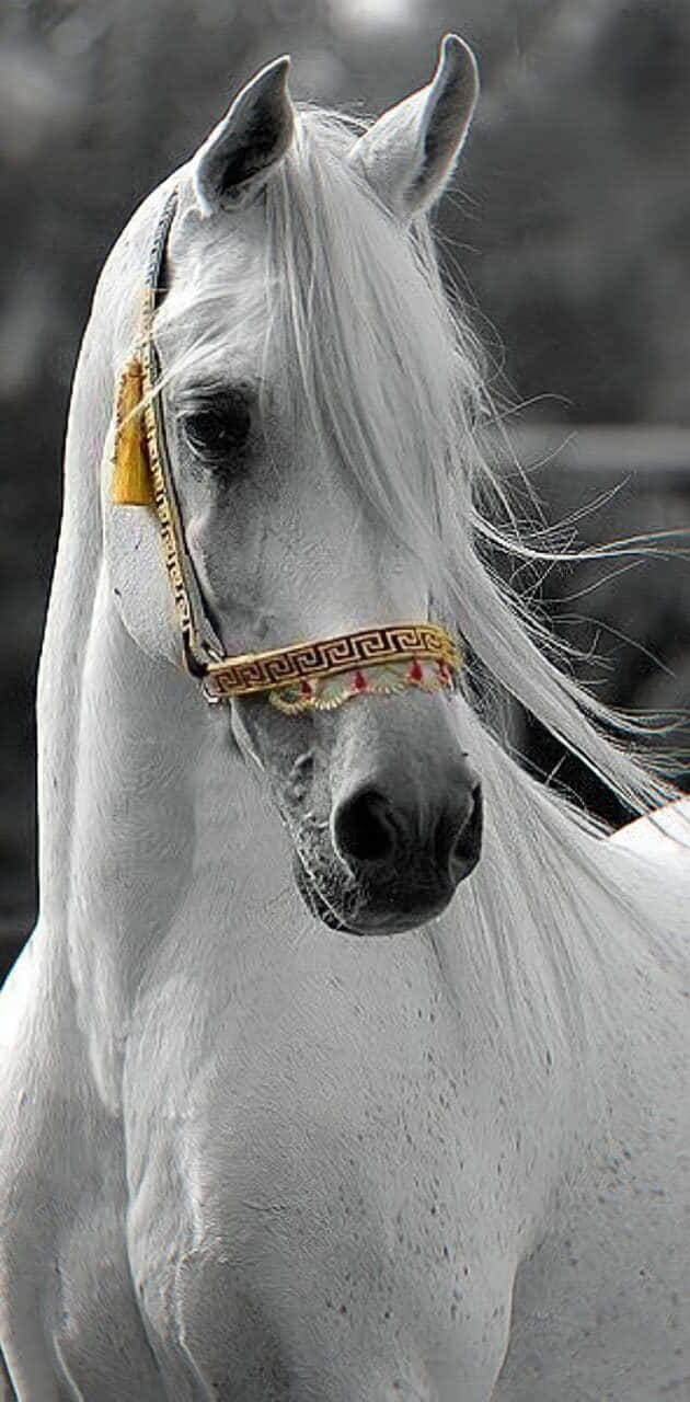 Beautiful Horse iPhone 桌布 壁紙 — 一匹雄偉的白色阿拉伯馬，飄逸的鬃毛和華麗的金色韁繩，在模糊的自然背景下威嚴地站立。
