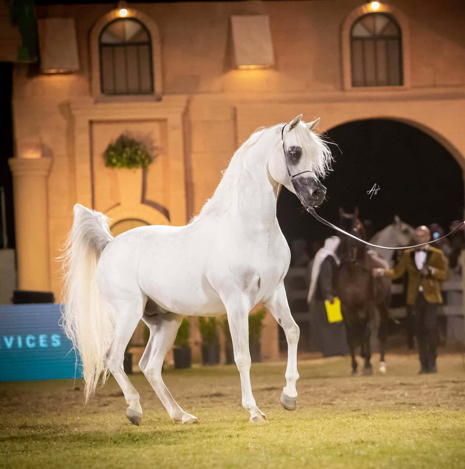Arabian Horse 桌布 壁紙 — 一匹雄偉的白色阿拉伯馬在夜間馬術活動中，在溫暖的人造燈光下優雅地走過草地。