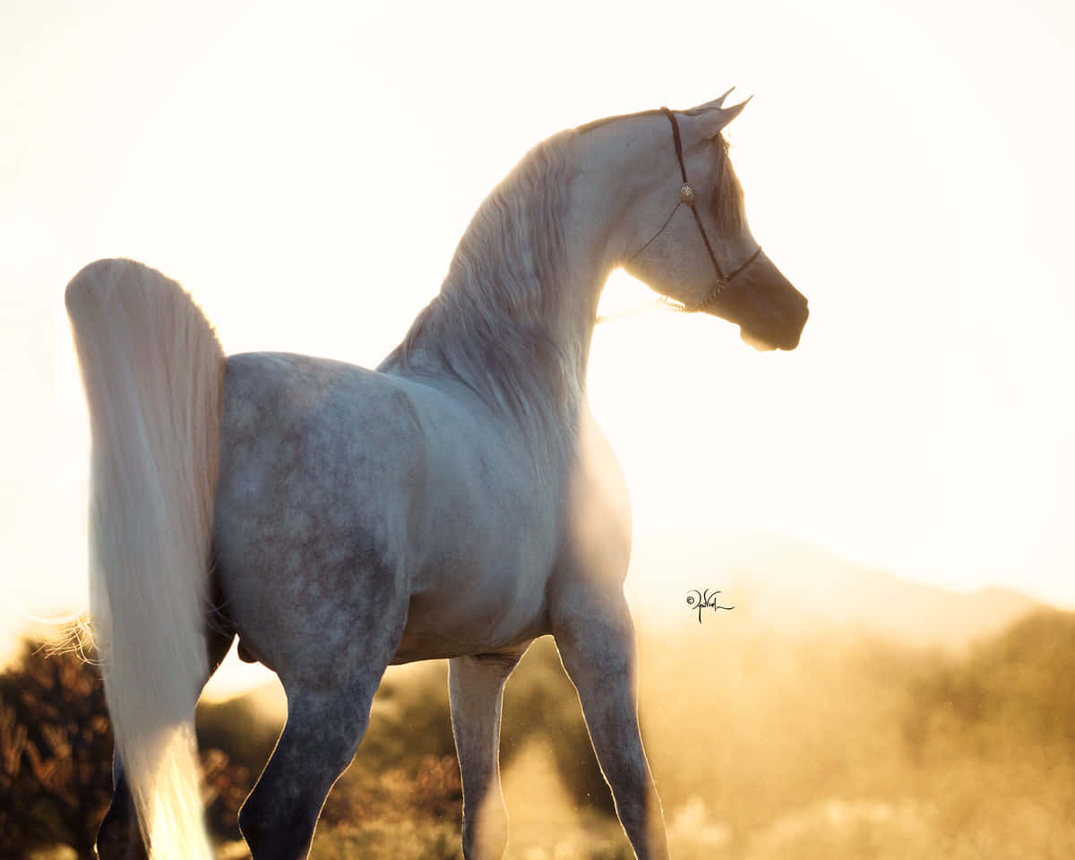 Arabian Horse 桌布 壁紙 — 一匹雄偉的白色阿拉伯馬在金色日出中側身而立，柔和背光突顯其飄逸的鬃毛和尾巴。