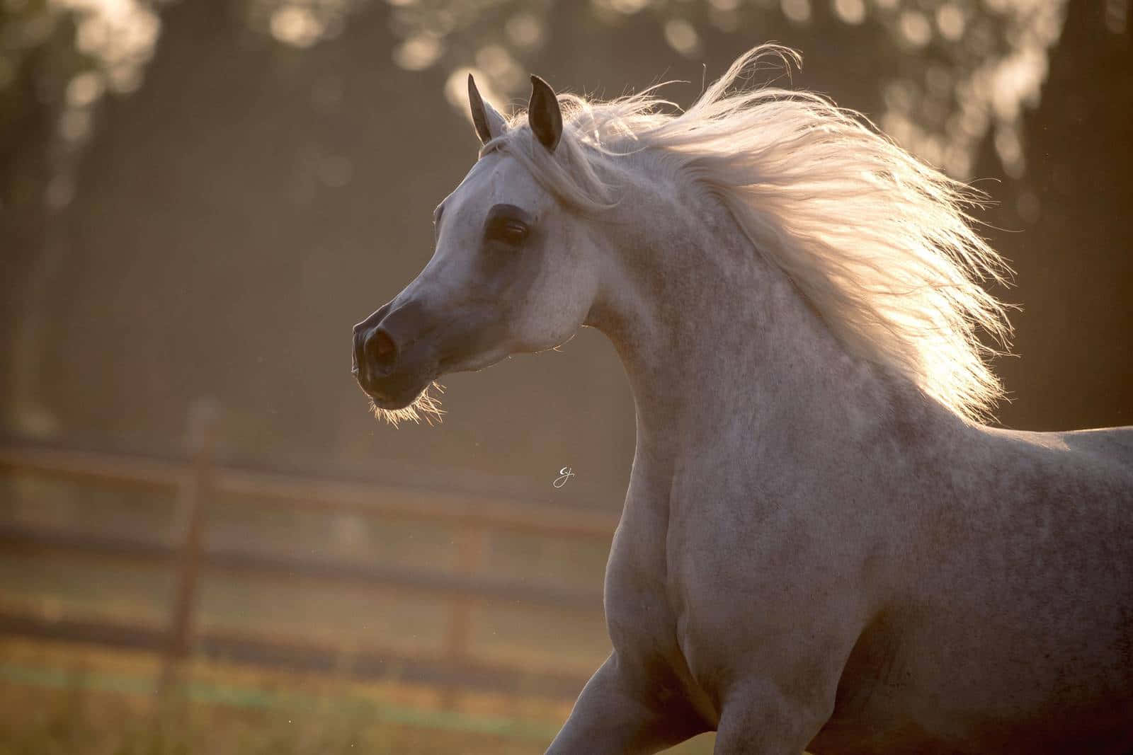 Arabian Horse 桌布 壁紙 — 一匹雄偉的白色阿拉伯馬在陽光明媚的田野中優雅地奔馳，飄逸的鬃毛捕捉著金色的光芒。