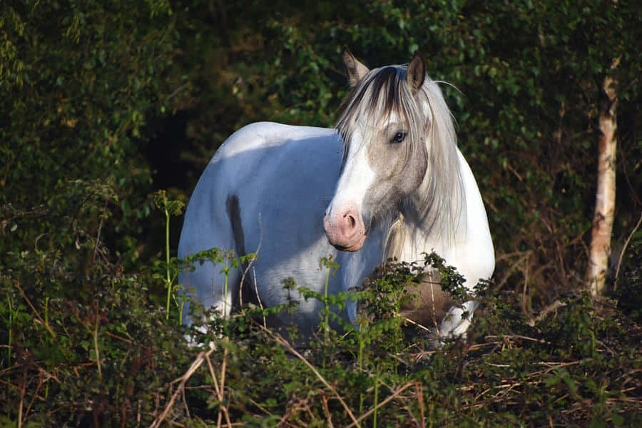 Pretty Horses 桌布 壁紙 — 一匹雄偉的白馬，長長的鬃毛飄逸，平靜地站在陽光普照的綠色灌木和樹叢中。