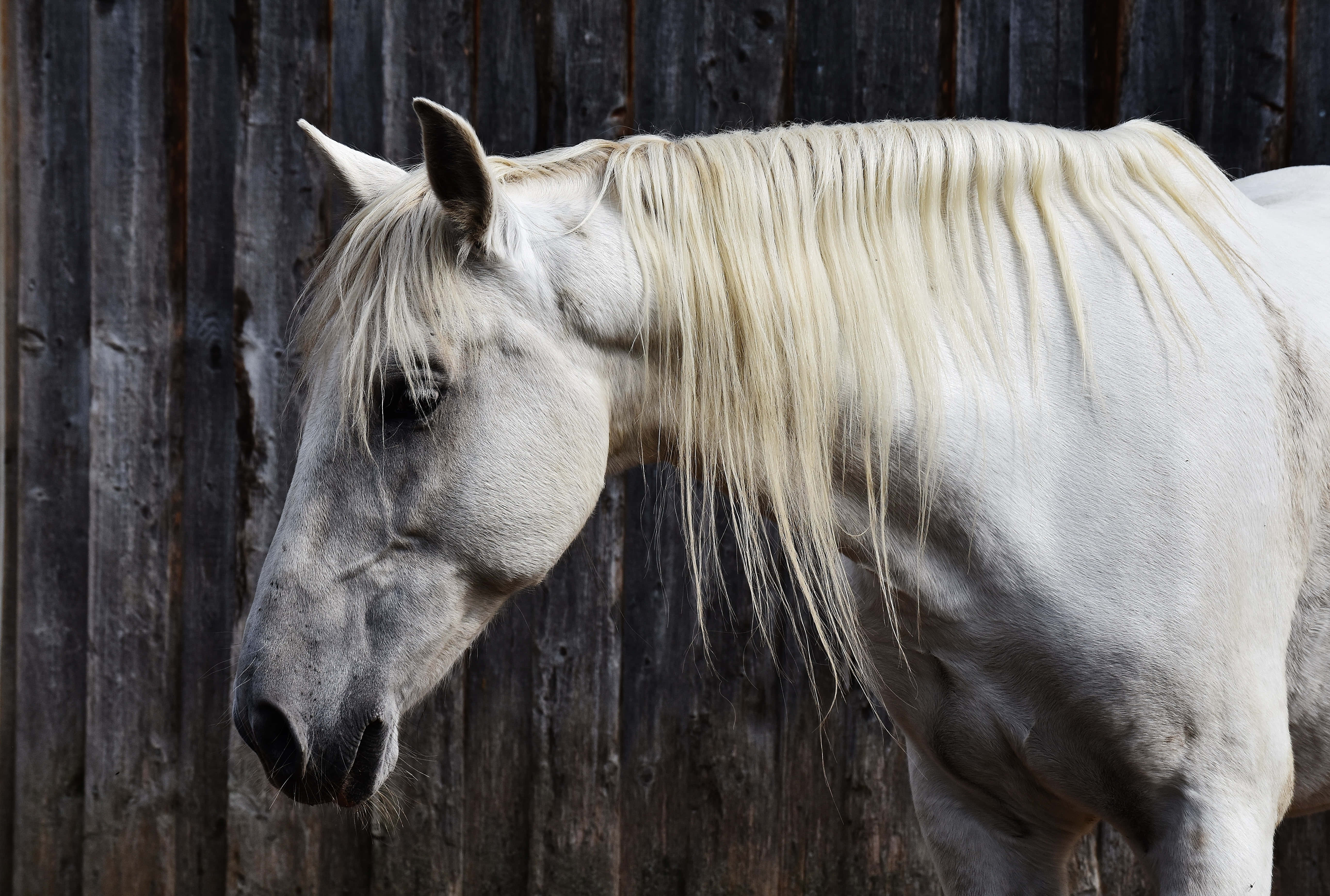 Beautiful Horses 桌布 壁紙 — 一匹雄偉的白馬，鬃毛飄逸，側身站在風化的木柵欄前。