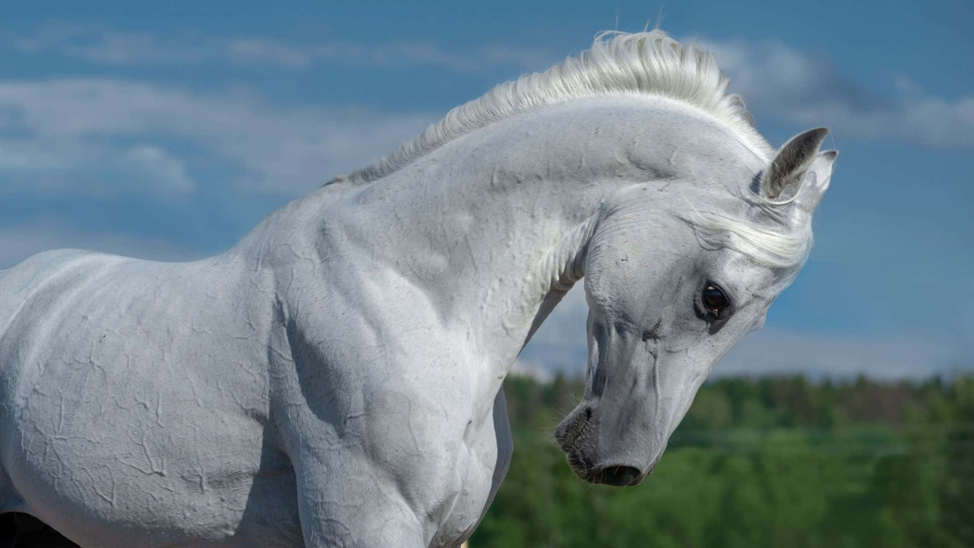 Arabian Horse 桌布 壁紙 — 一匹雄偉的白馬，鬃毛飄逸，側身站立在明亮的藍天下，遠處有柔軟的雲朵和綠樹。