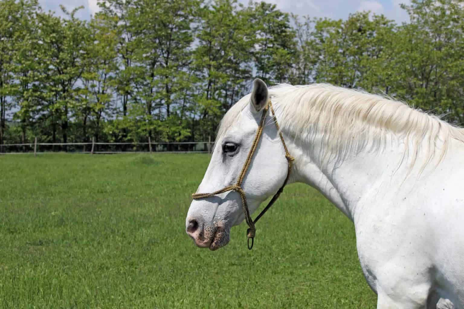 Pretty Horses 桌布 壁紙 — 一匹雄偉的白馬，鬃毛飄逸，平靜地站在陽光明媚的綠色牧場上，四周環繞著茂密的樹木。