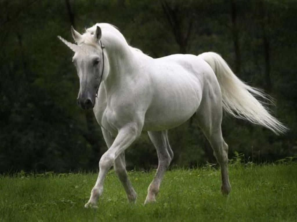 Real Unicorn 桌布 壁紙 — 一匹雄偉的白馬優雅地奔馳在茂密的綠色草地上，背景是黑暗的森林。