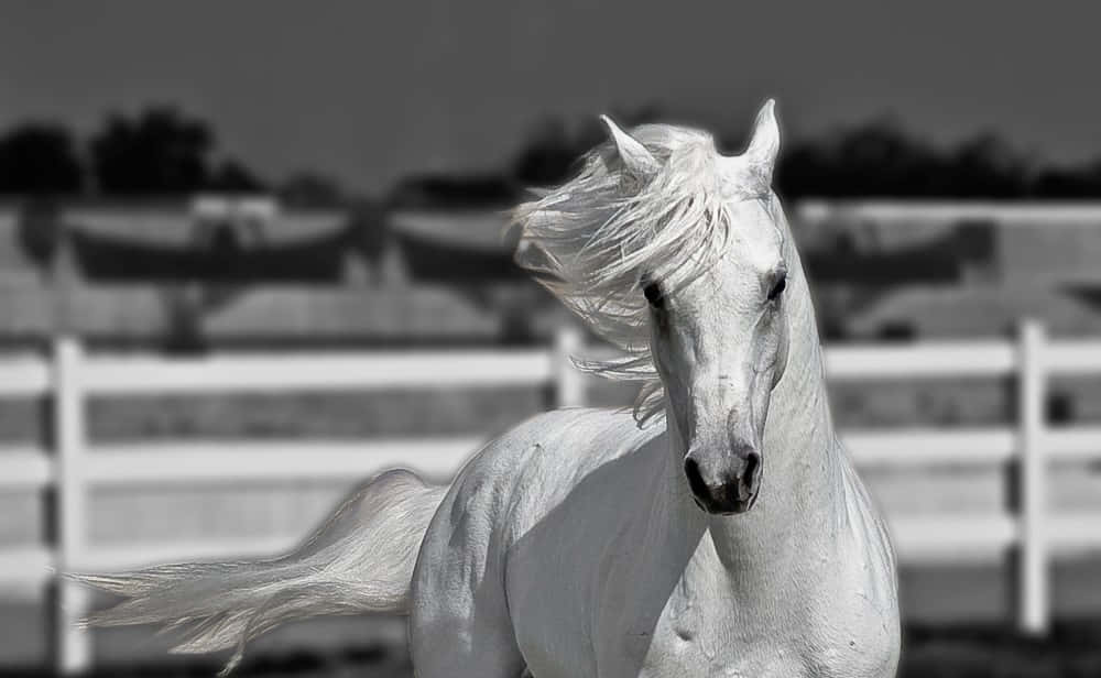 Beautiful Black And White 桌布 壁紙 — 一匹雄偉的白馬向前奔馳，鬃毛和尾巴隨風飄揚，背景是模糊的柵欄，以單色呈現。