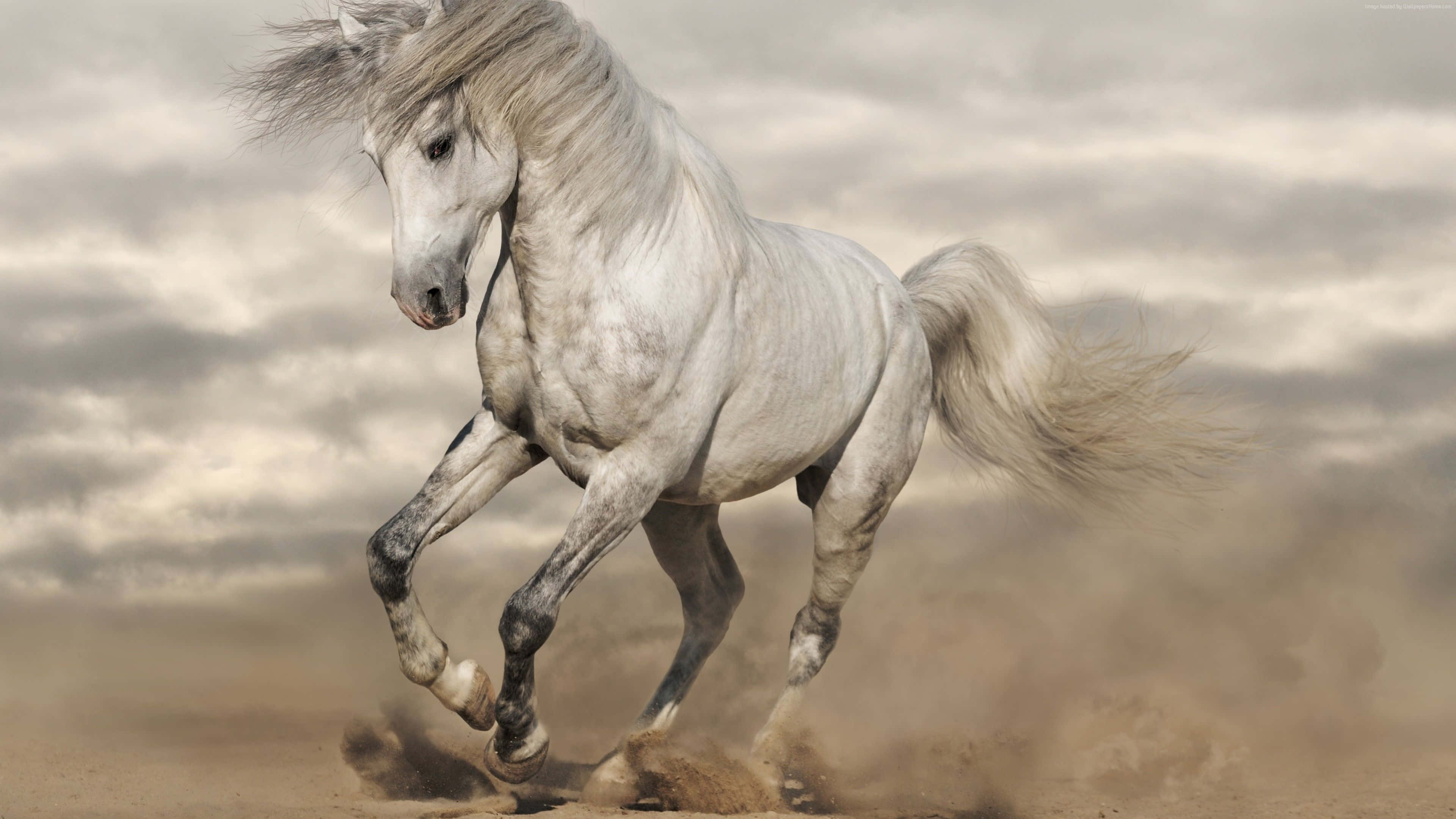 Mustang Horse 桌布 壁紙 — 一匹雄偉的白馬在多雲的天空下，強而有力地奔馳在塵土飛揚的地形上。