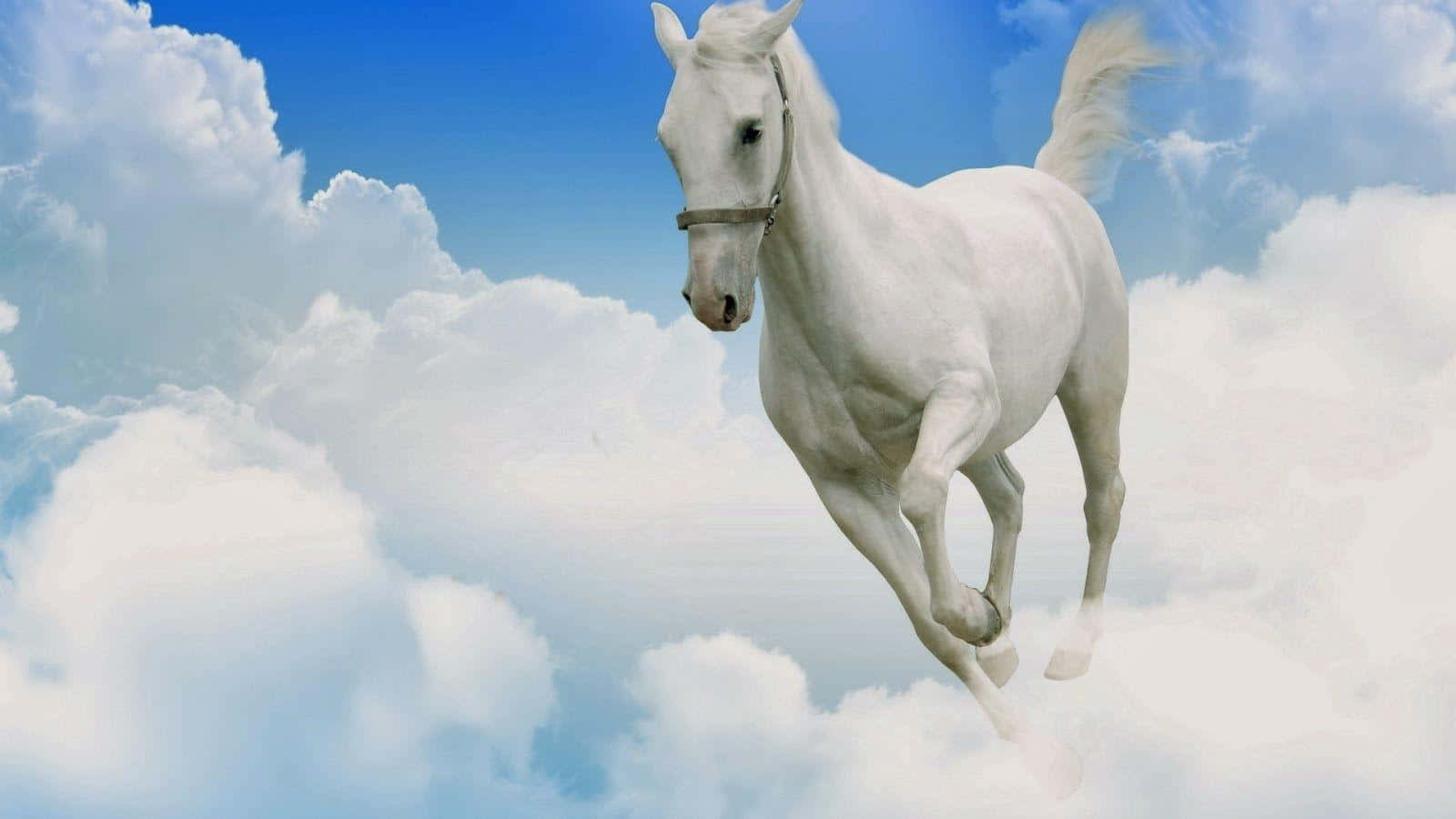 白馬 桌布 壁紙 — 一匹雄偉的白馬在明亮的藍天下自由奔馳於蓬鬆的雲朵之間。