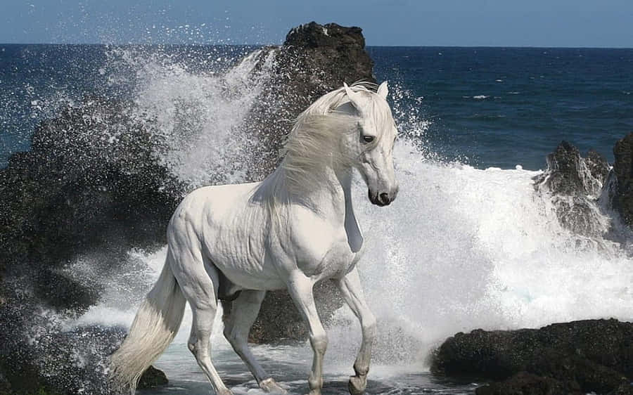 Cool Horse 桌布 壁紙 — 一匹雄偉的白馬在晴朗的藍天下，奔騰於拍打著黑色火山岩的海浪中。