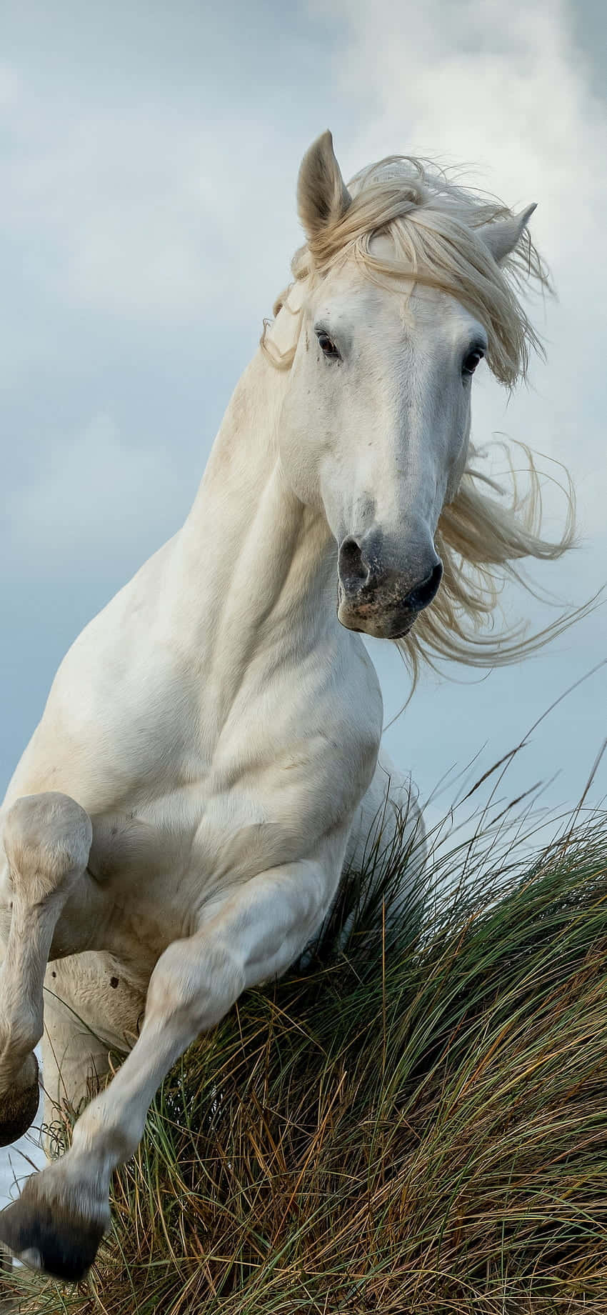 Horse Free 桌布 壁紙 — 一匹雄偉的白馬在柔和的雲天下，動態地躍過高高的草叢。
