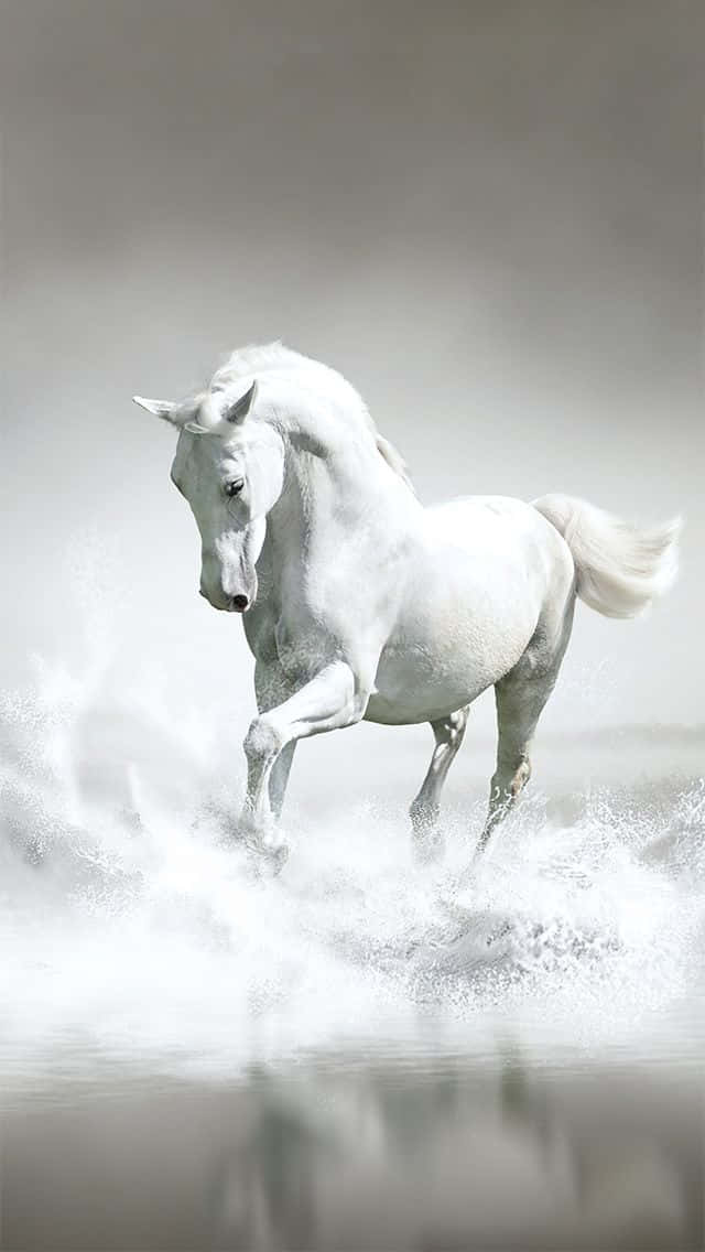 Mustang Horse 桌布 壁紙 — 一匹雄偉的白馬在淺水中強力奔馳，在柔和的灰色背景上激起戲劇性的水花。