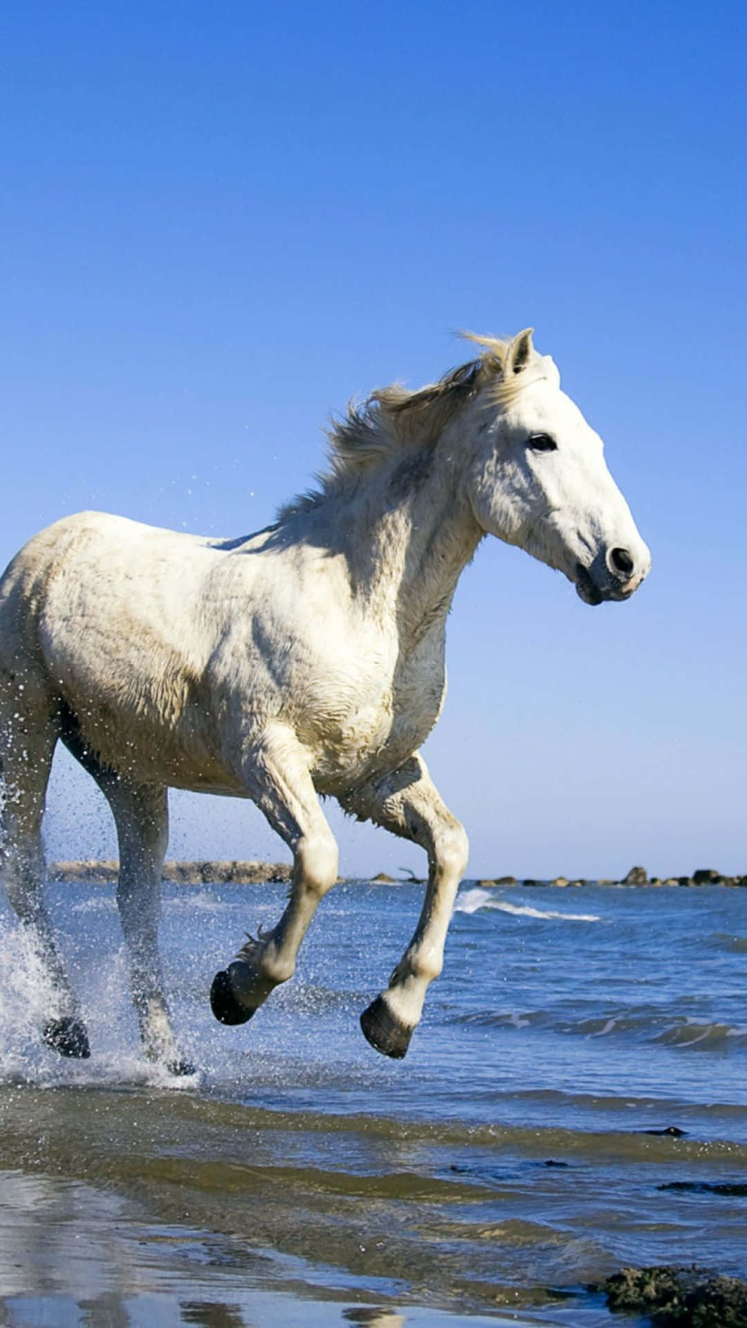 Horse Free 桌布 壁紙 — 一匹雄偉的白馬在清澈藍天下跳過淺淺的海水。