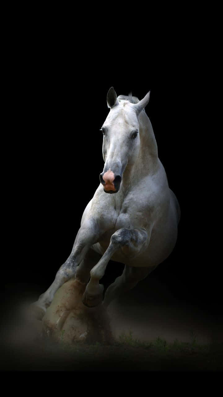 Mustang Horse 桌布 壁紙 — 一匹雄偉的白馬在純黑背景上強而有力地躍起，蹄下塵土飛揚。