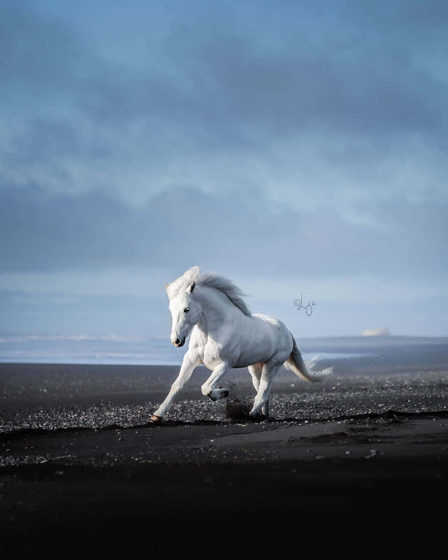 Horse Free 桌布 壁紙 — 一匹雄偉的白馬在陰沉多雲的天空下，自由奔馳在黑色的火山沙灘上。