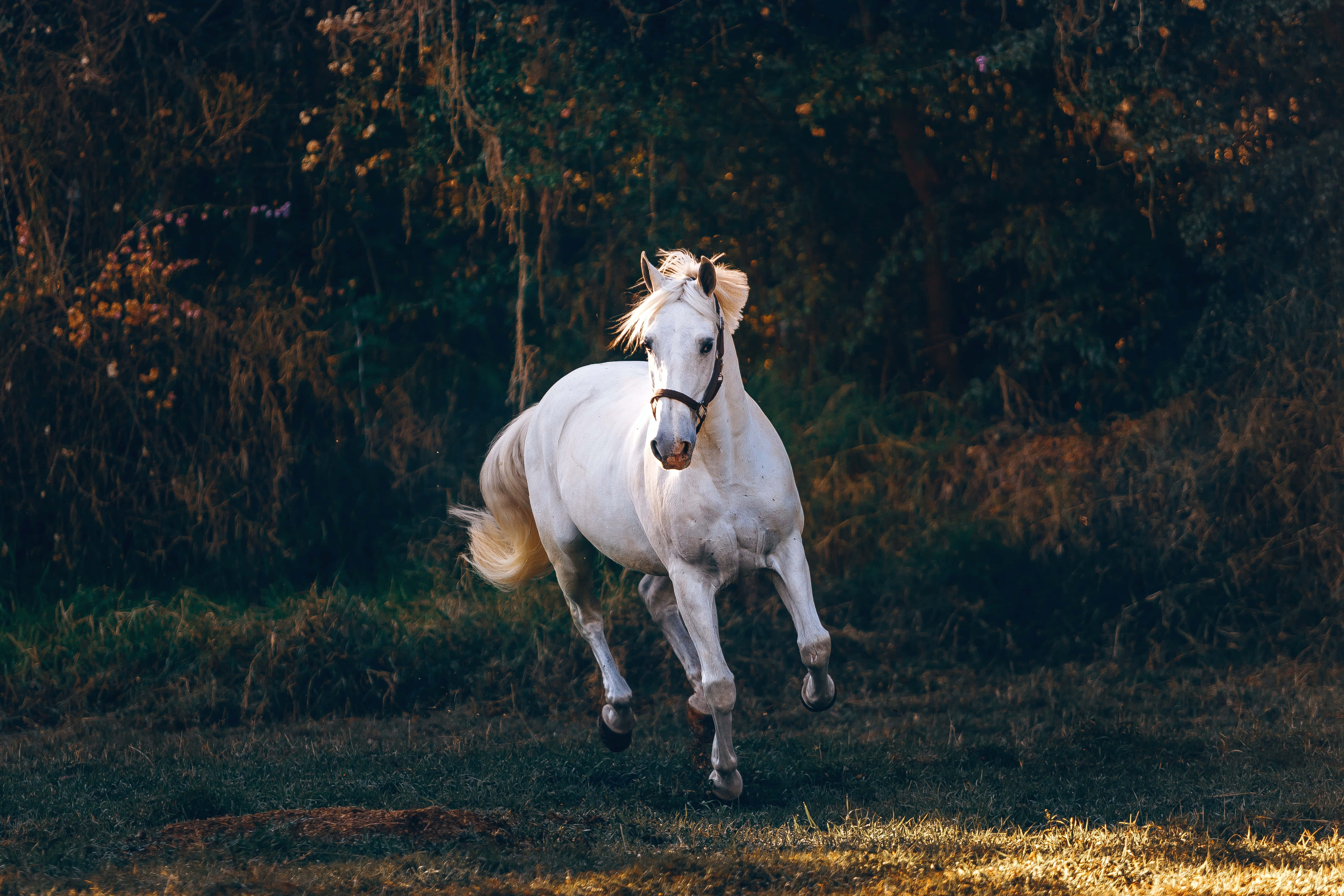 Beautiful Horses 桌布 壁紙 — 一匹雄偉的白馬在陽光照耀的田野上強勁奔馳，背景有金色的草和深色的樹木。