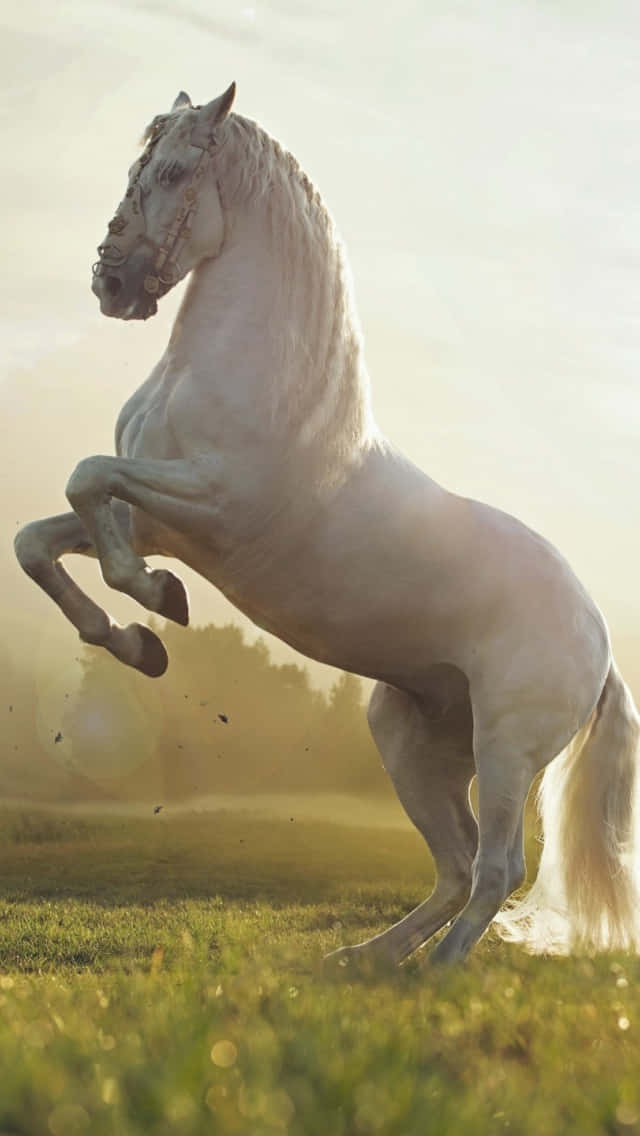 Horse Free 桌布 壁紙 — 一匹雄偉的白馬在陽光照耀的田野中強而有力地揚起前蹄，金色光芒圍繞其身。