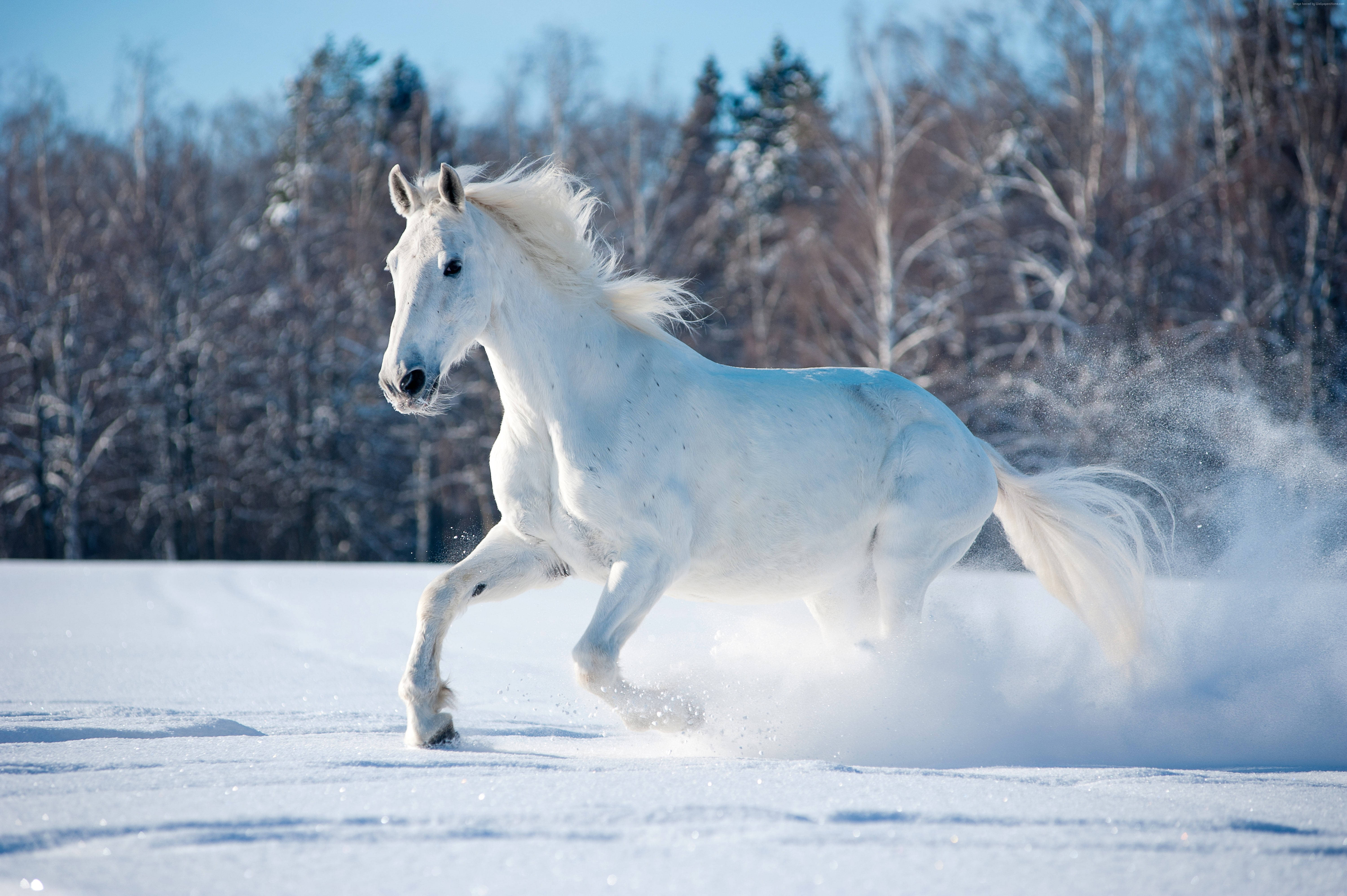 Cute Winter 桌布 壁紙 — 一匹雄偉的白馬在雪地上強勁奔馳，踢起雪花，背景是光禿的冬日樹木，天空清澈湛藍。
