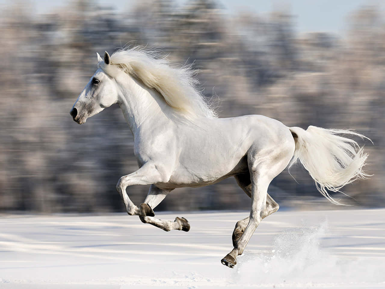 馬 桌布 壁紙 — 一匹雄偉的白馬在雪地上強勁奔馳，背景是模糊的冬日樹木。