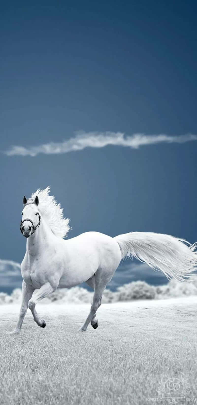 Mustang Horse 桌布 壁紙 — 一匹雄偉的白馬在風吹拂的海灘上自由奔馳，廣闊的藍天中飄著縷縷白雲。