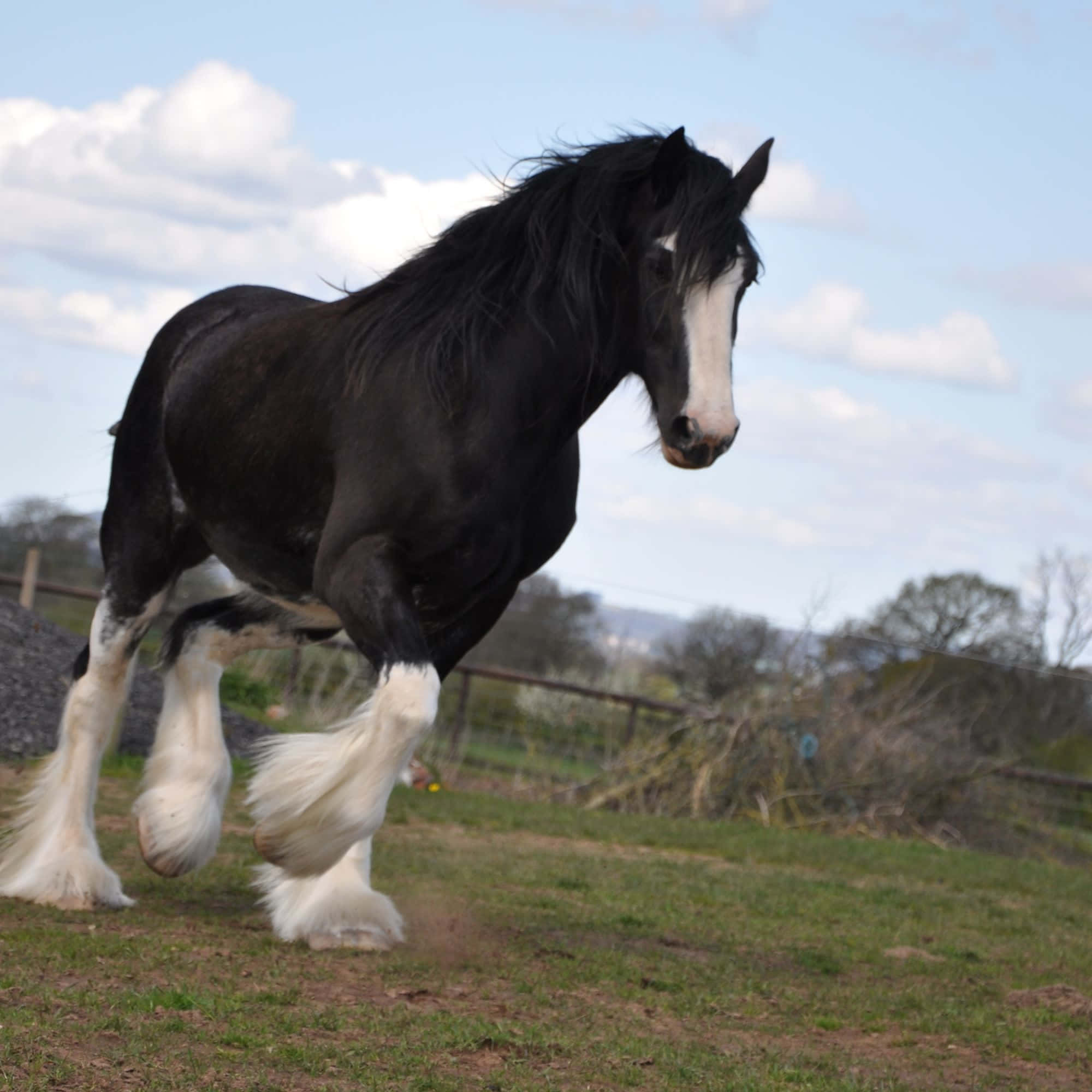 Clydesdale Horse 桌布 壁紙 — 一匹雄偉的黑白克萊茲代爾馬在部分多雲的天空下，強而有力地奔馳過草地。