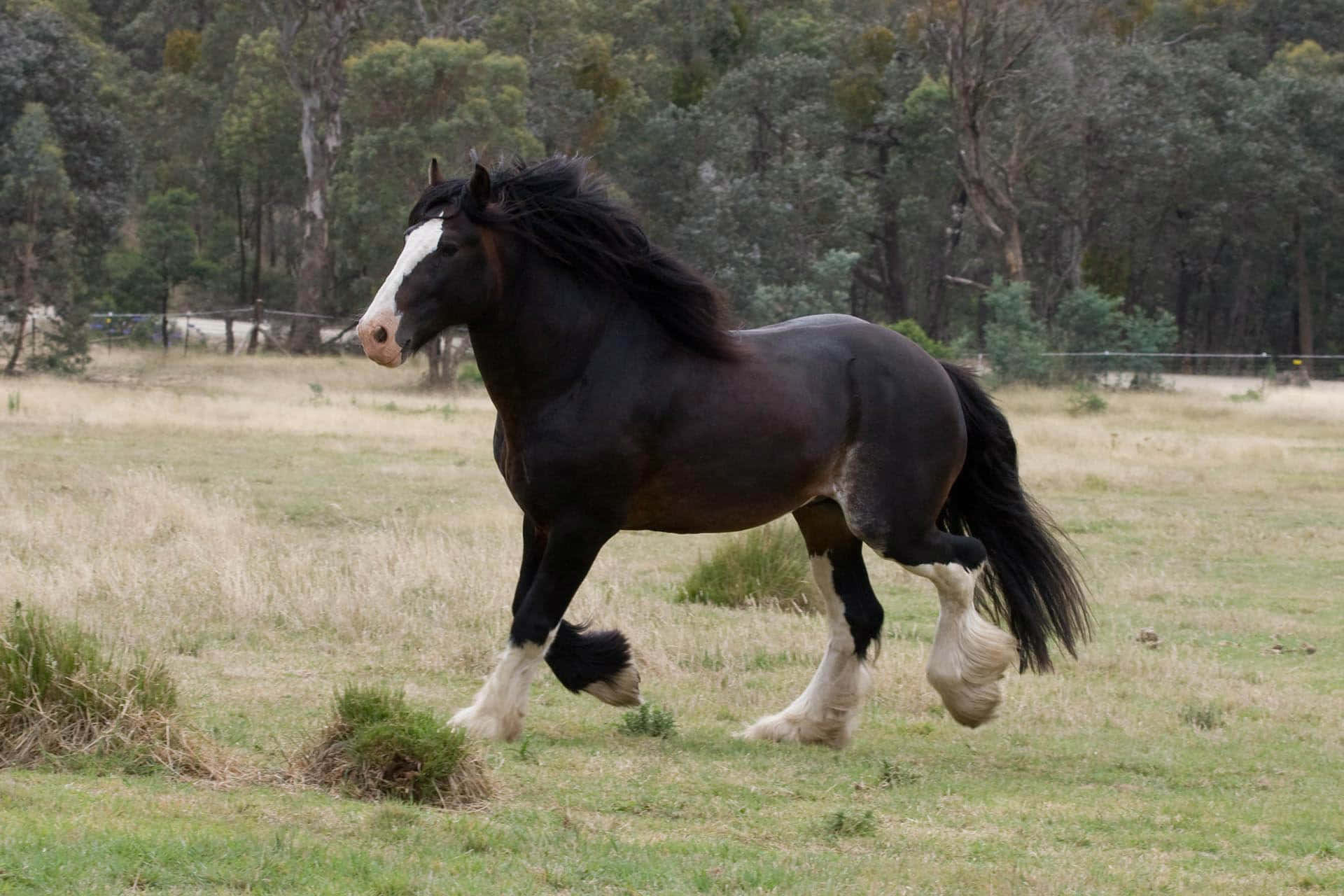 Clydesdale Horse 桌布 壁紙 — 一匹雄偉的黑白克萊茲代爾馬在陽光明媚、樹木茂密的草地上自由奔馳。