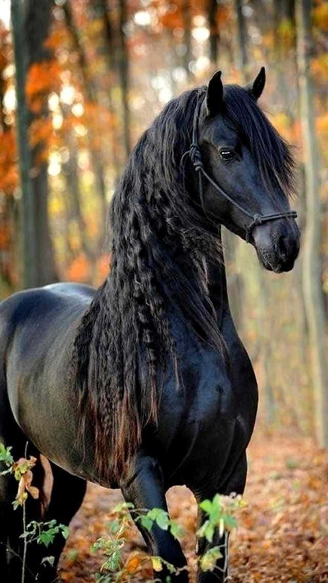 Mustang Horse 桌布 壁紙 — 一匹雄偉的黑色弗里斯蘭馬，鬃毛飄逸，驕傲地站在沐浴在金色光芒中的秋日森林裡。