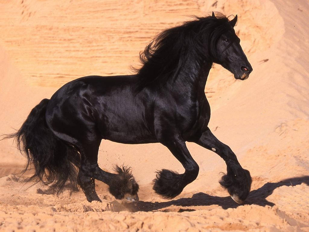 Barrel Racing 桌布 壁紙 — 一匹雄偉的黑色弗里斯蘭馬在燦爛陽光下強勁地奔馳過金色沙丘。
