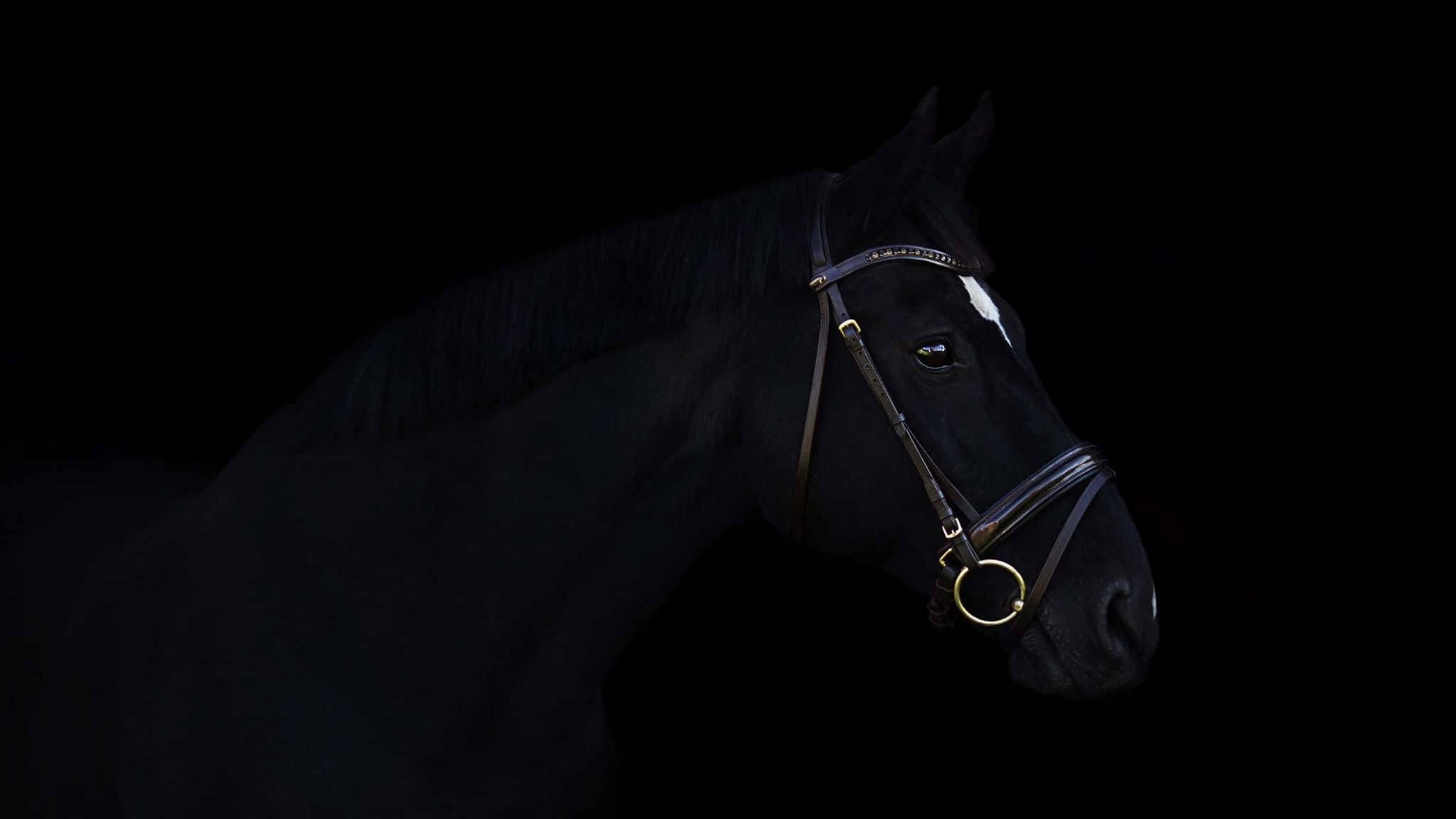 Black Horse 桌布 壁紙 — 一匹雄偉的黑馬，帶有白色星紋和金色韁繩，在純黑色背景下形成鮮明對比。