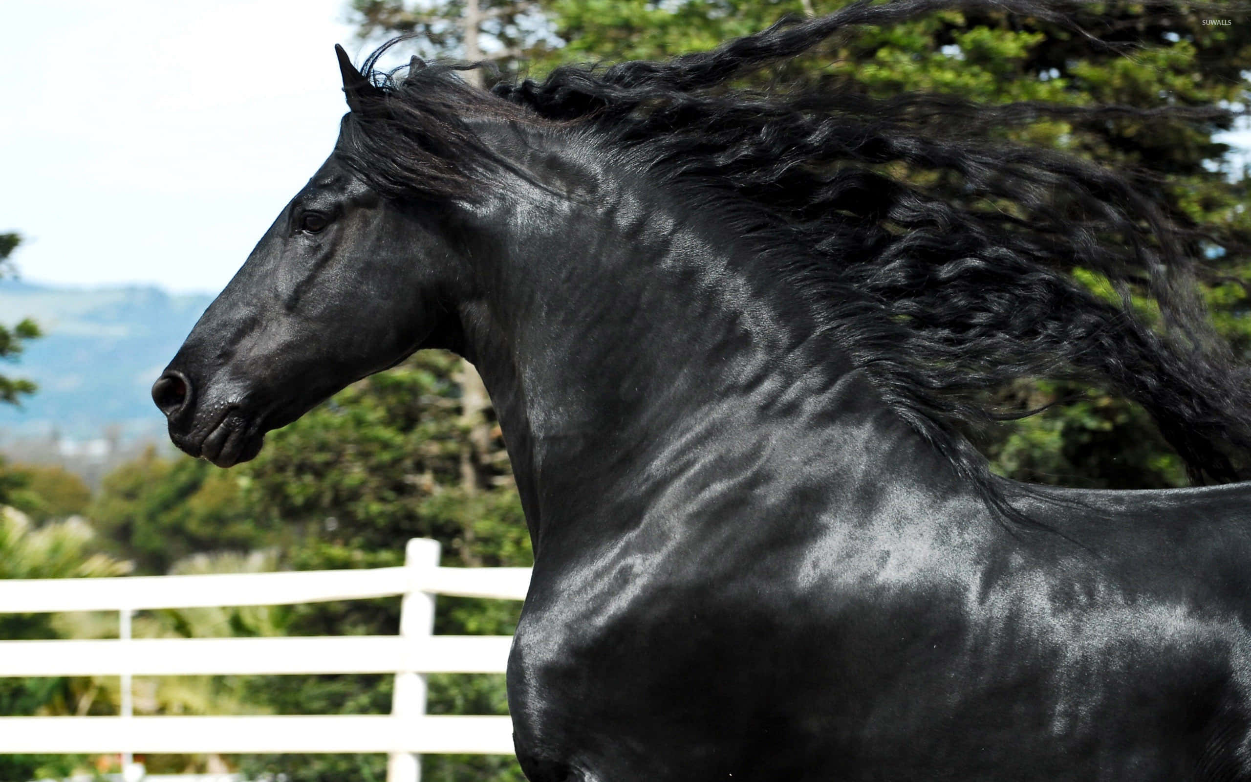 Black Horse 桌布 壁紙 — 一匹雄偉的黑馬，鬃毛飄逸，側身而立，背景是翠綠的樹木和白色的圍欄。