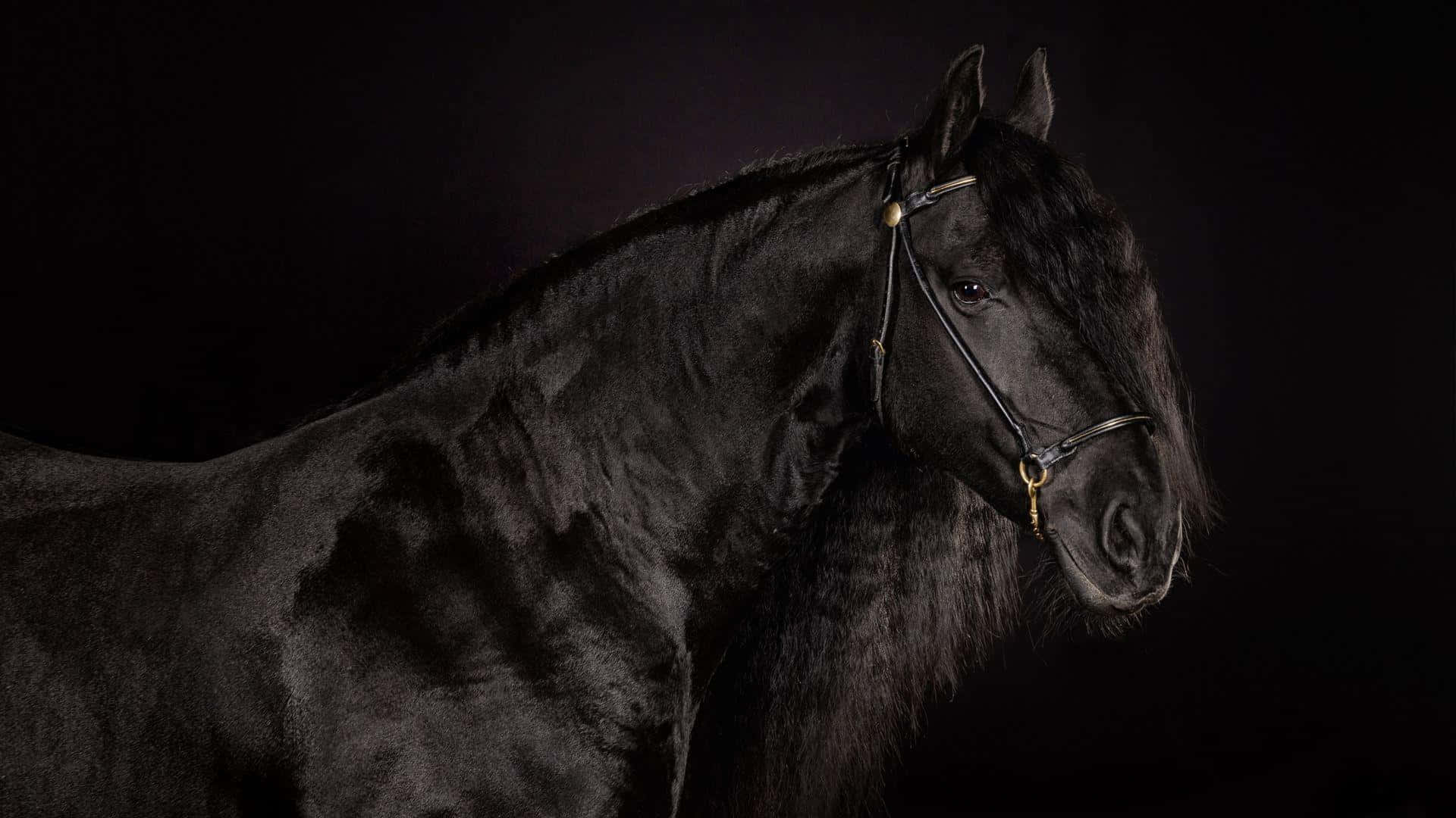 Black Horse 桌布 壁紙 — 一匹雄偉的黑馬，鬃毛飄逸，側面站在黑暗的背景前，被柔和的攝影棚燈光照亮。