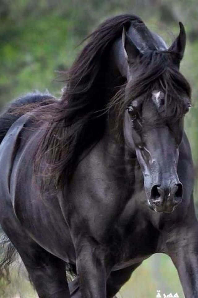 Arabian Horse 桌布 壁紙 — 一匹雄偉的黑馬，鬃毛飄逸，奔馳在模糊的綠色田野中，眼神銳利，肌肉線條分明。
