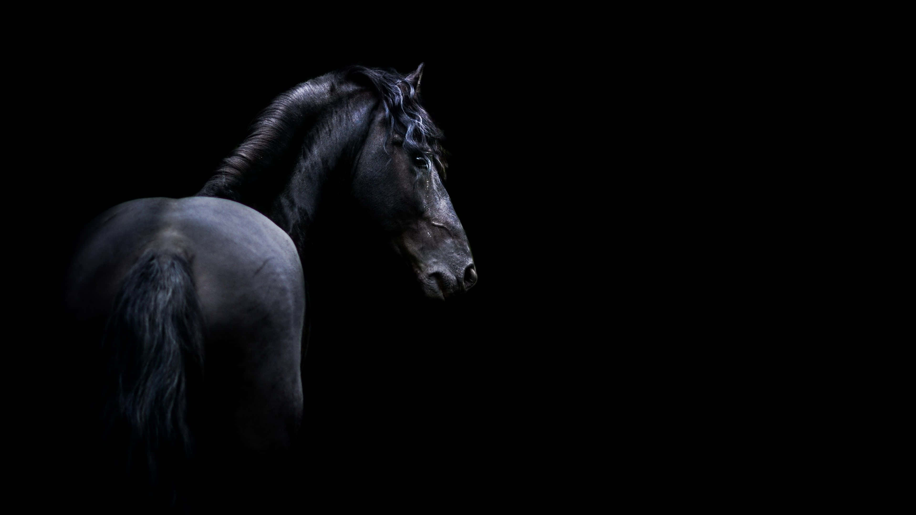 Black Horse 桌布 壁紙 — 一匹雄偉的黑馬側身站立在漆黑的背景前，戲劇性的側光凸顯其肌肉線條和飄逸的鬃毛。