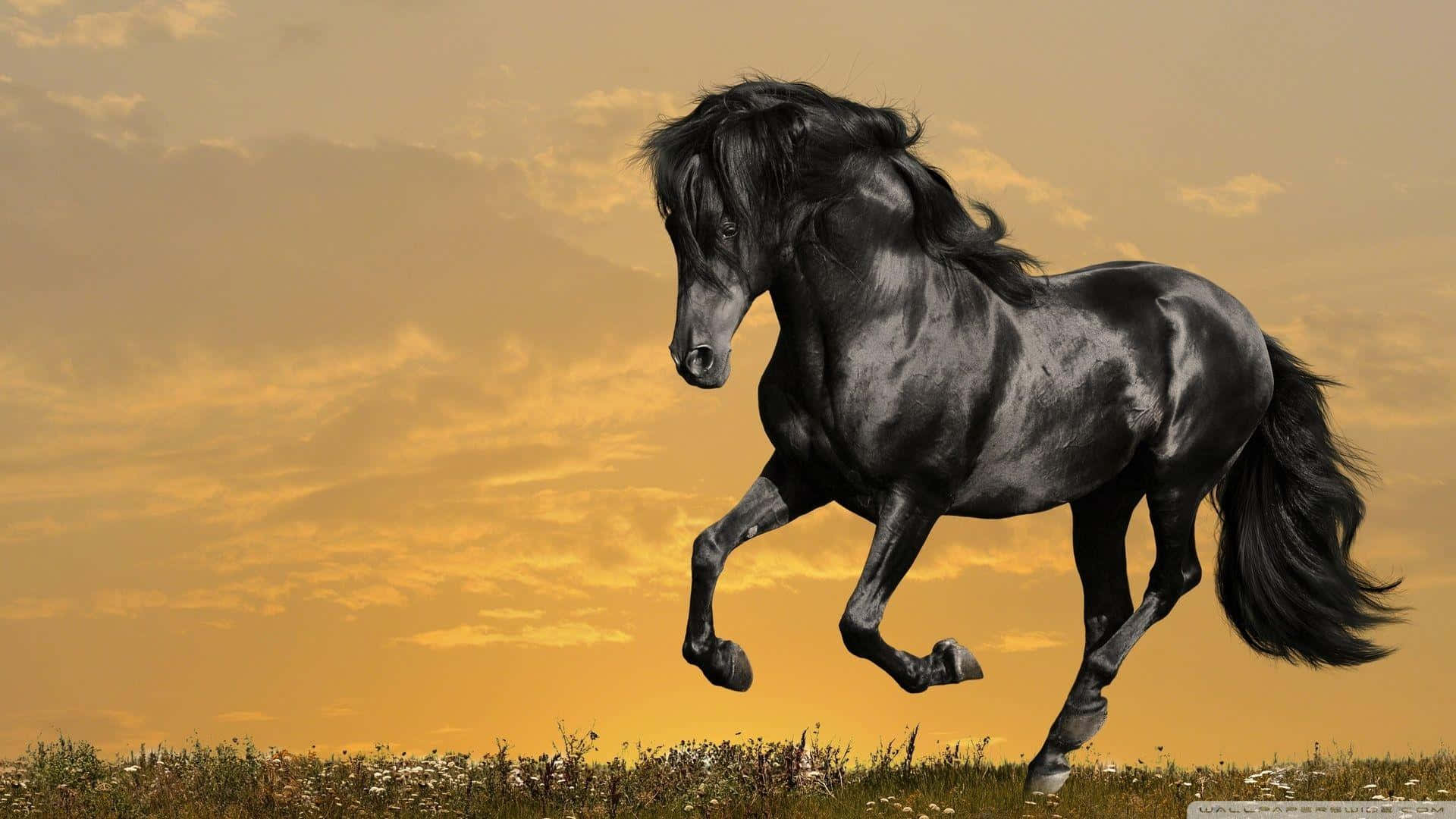 Black Horse 桌布 壁紙 — 一匹雄偉的黑馬優雅地跳過草地，背景是金色的日落天空。