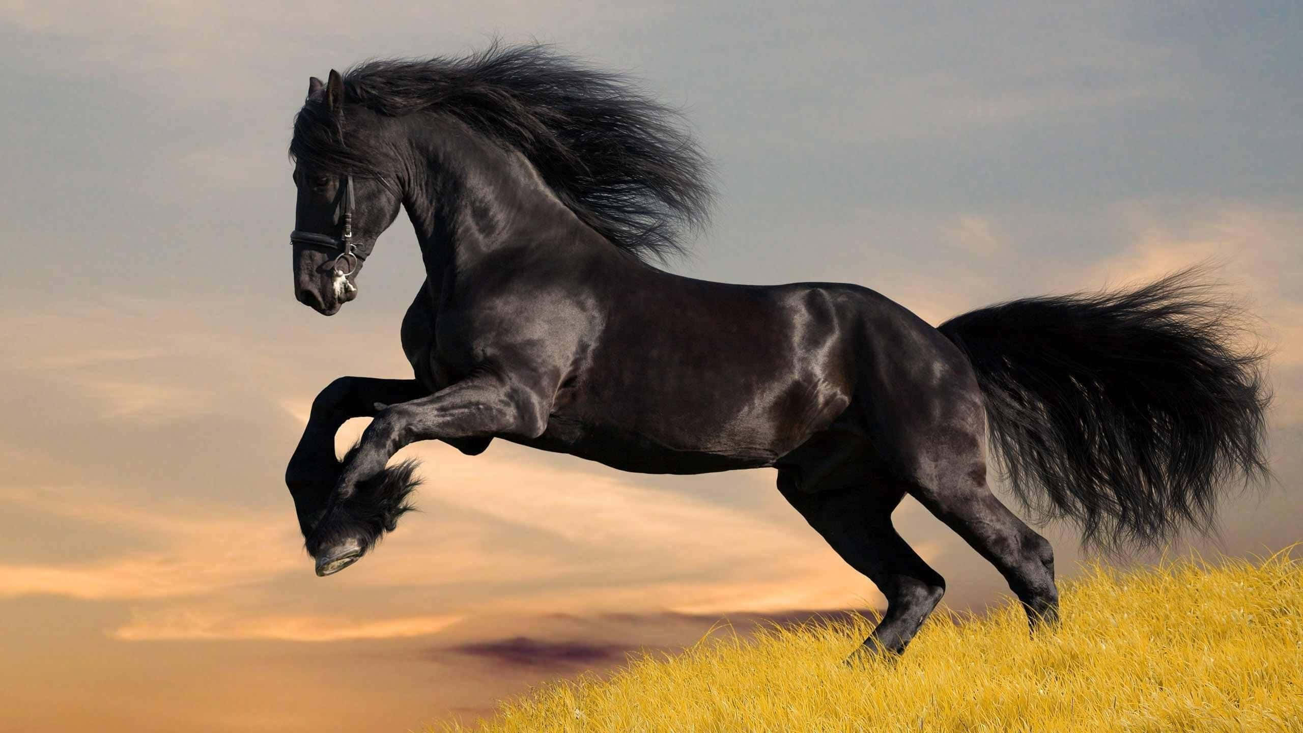 Cool Horse 桌布 壁紙 — 一匹雄偉的黑馬在日落時分強力躍過金色田野，鬃毛和尾巴隨風飄揚。