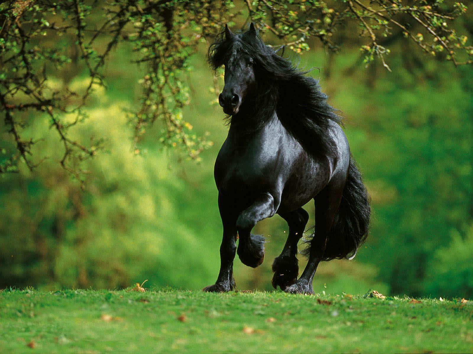Black Horse 桌布 壁紙 — 一匹雄偉的黑馬在陽光明媚、綠草如茵的草地上，在枝葉茂密的樹下強勁地奔馳。