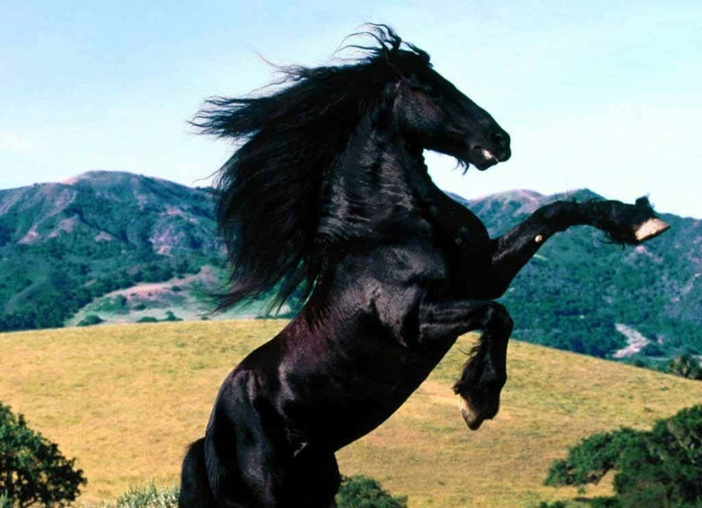 Mustang Horse 桌布 壁紙 — 一匹雄偉的黑馬在陽光明媚的山坡上強有力地後腿站立，鬃毛隨風飄揚，背景是遠處的綠色山脈。