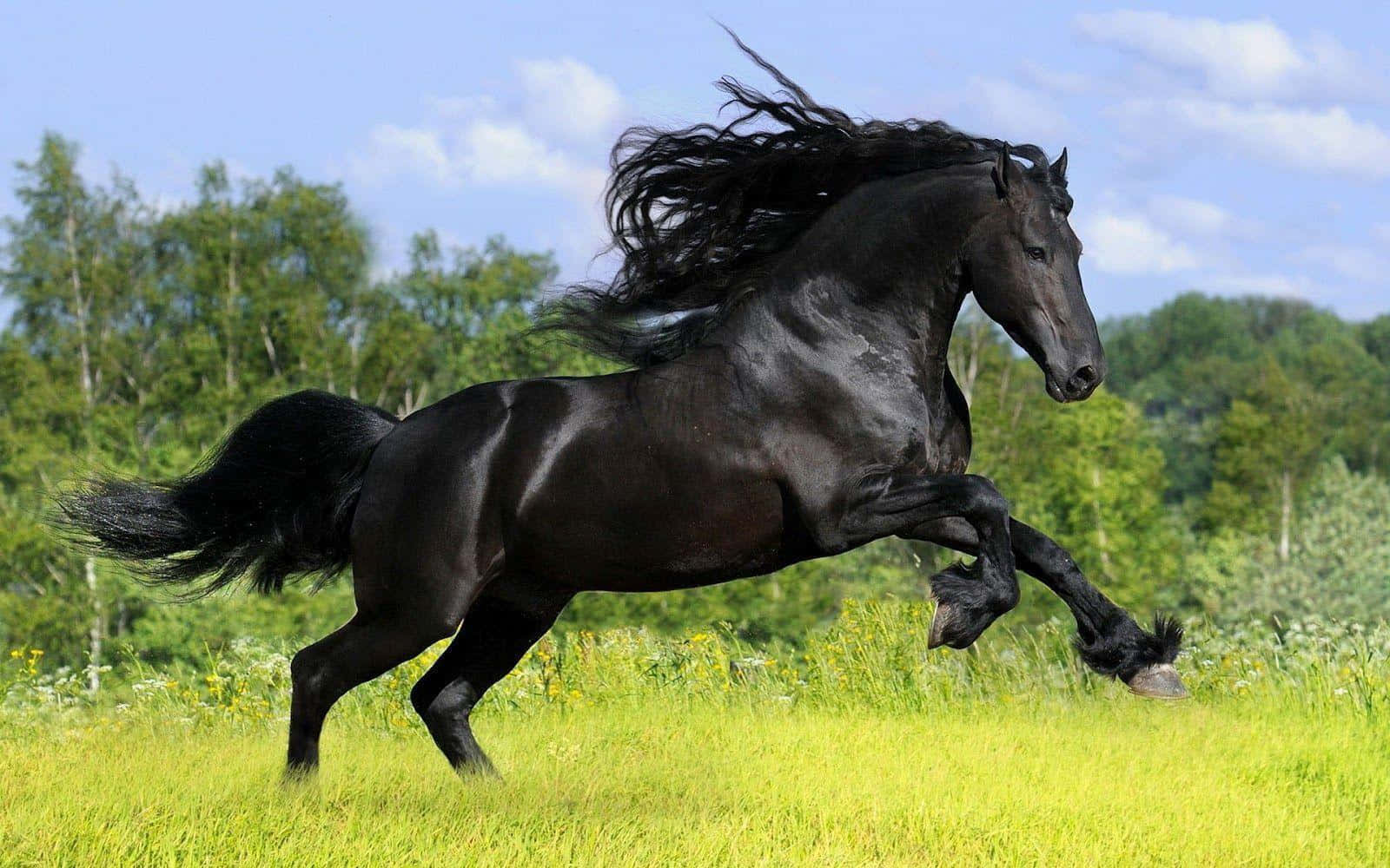 Black Horse 桌布 壁紙 — 一匹雄偉的黑馬在陽光明媚的綠色草地上自由奔馳，背景有樹木和藍天。