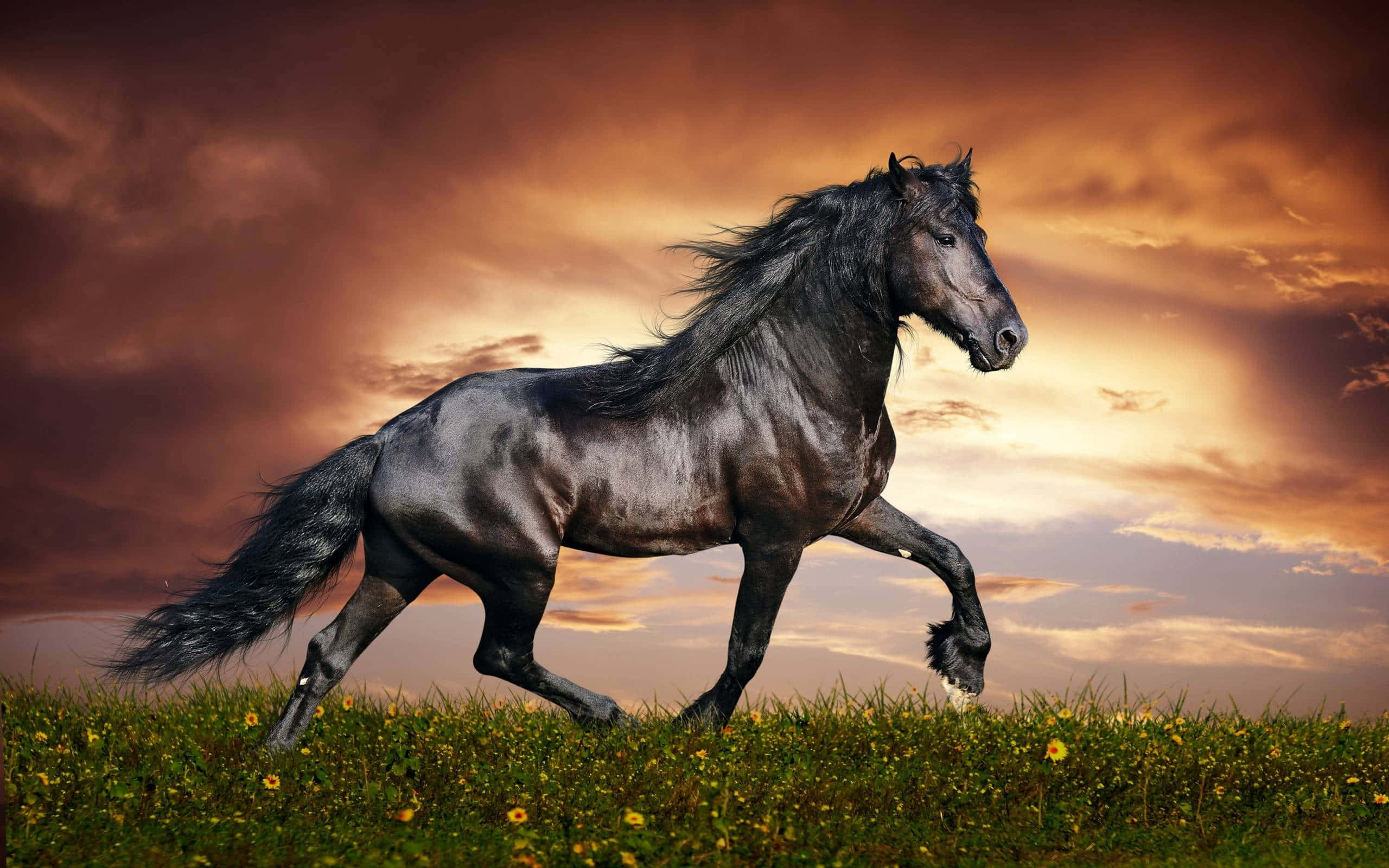 Cool Horse 桌布 壁紙 — 一匹雄偉的黑馬在陽光普照的草地上自由奔馳，背景是戲劇性的橙紫色日落天空。
