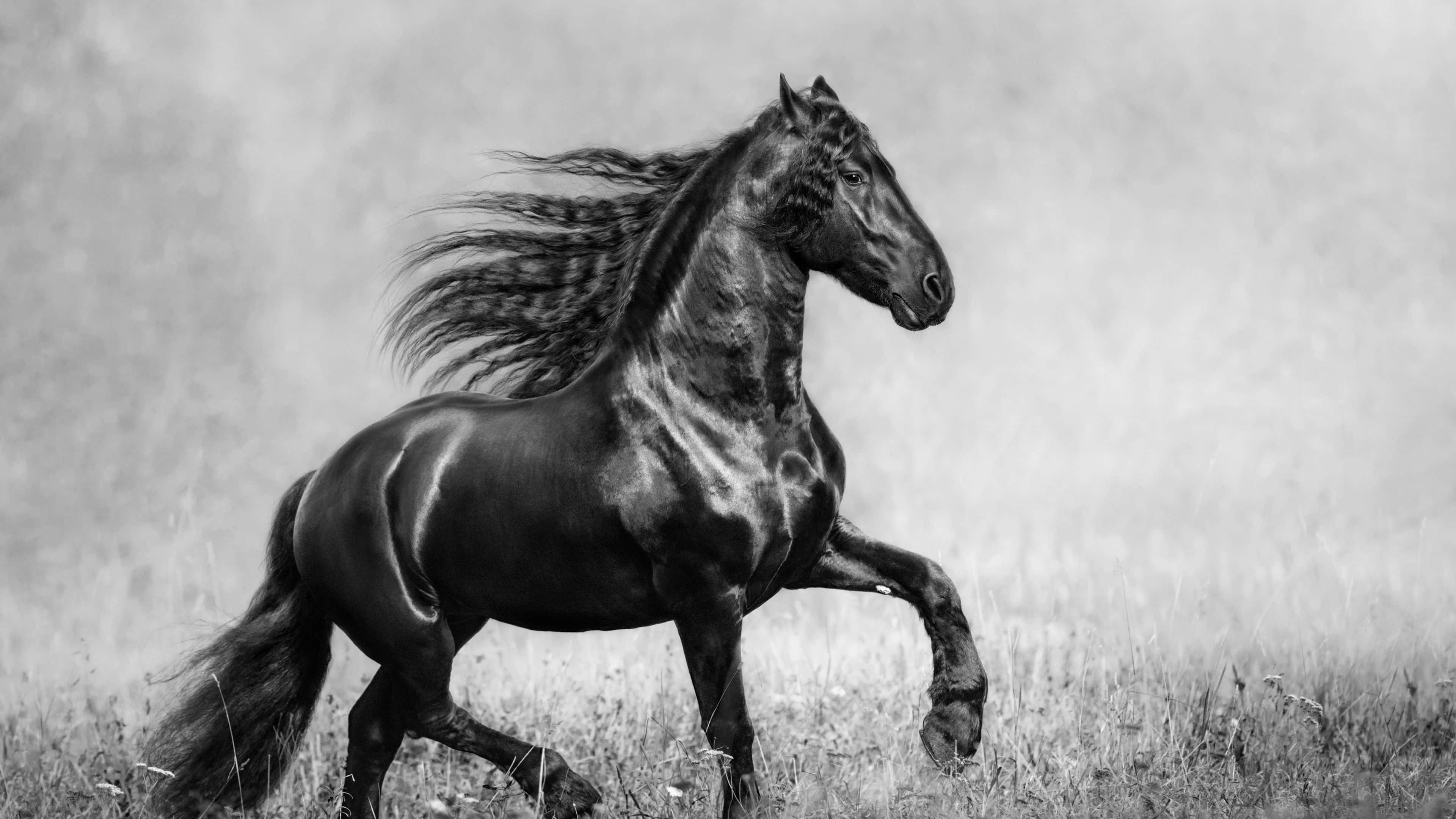 Black And White Animal 桌布 壁紙 — 一匹雄偉的黑馬奔馳過草地，飄逸的鬃毛以戲劇性的黑白風格捕捉。