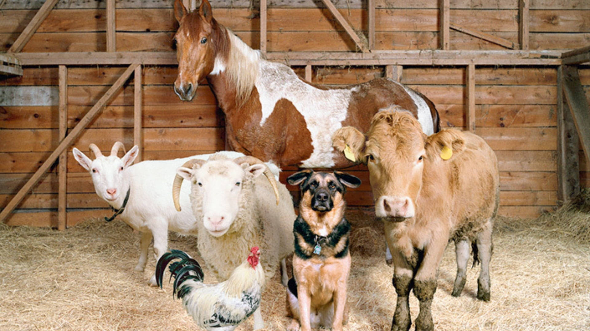 farm animals 桌布 壁紙 — 一匹馬、山羊、綿羊、狗、牛和公雞一起站在一個充滿乾草的鄉村木製穀倉裡。