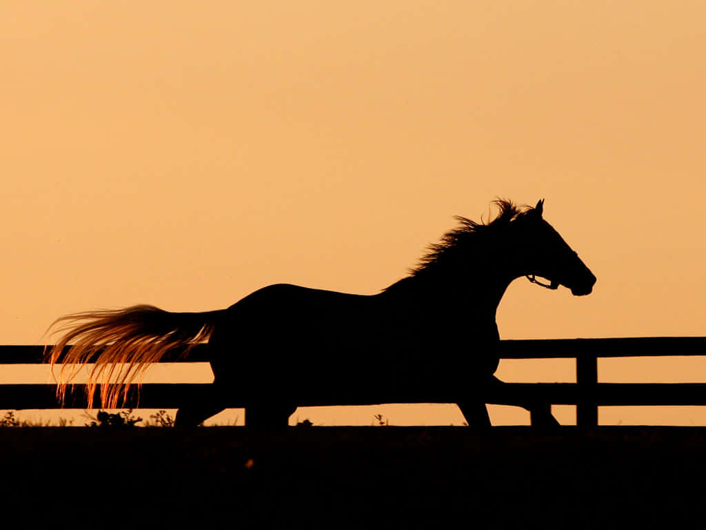 Cool Horse 桌布 壁紙 — 一匹馬在溫暖的金色日落天空襯托下，小跑經過籬笆的剪影。