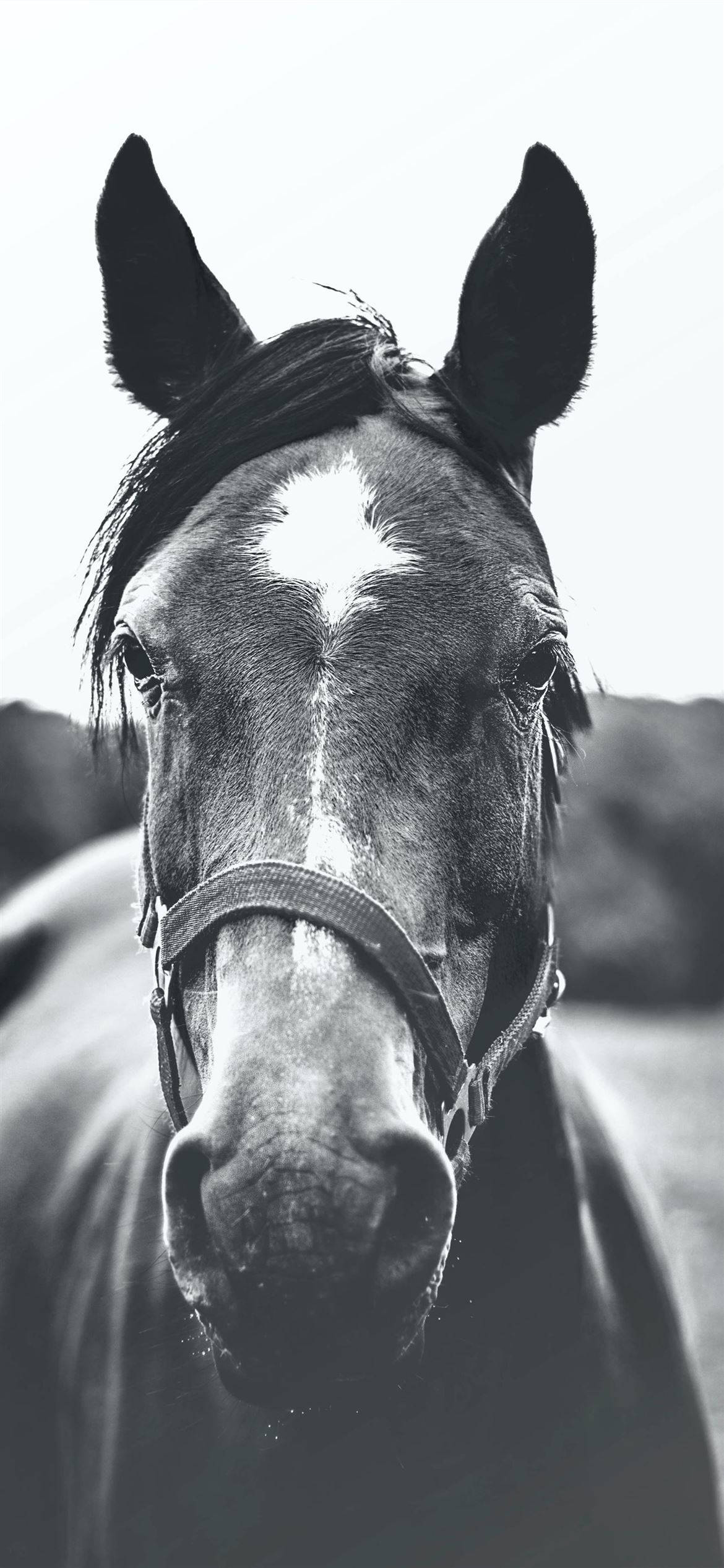 Horse iPhone 桌布 壁紙 — 一匹馬的臉部黑白特寫，帶有突出的白色斑紋，直視觀眾。