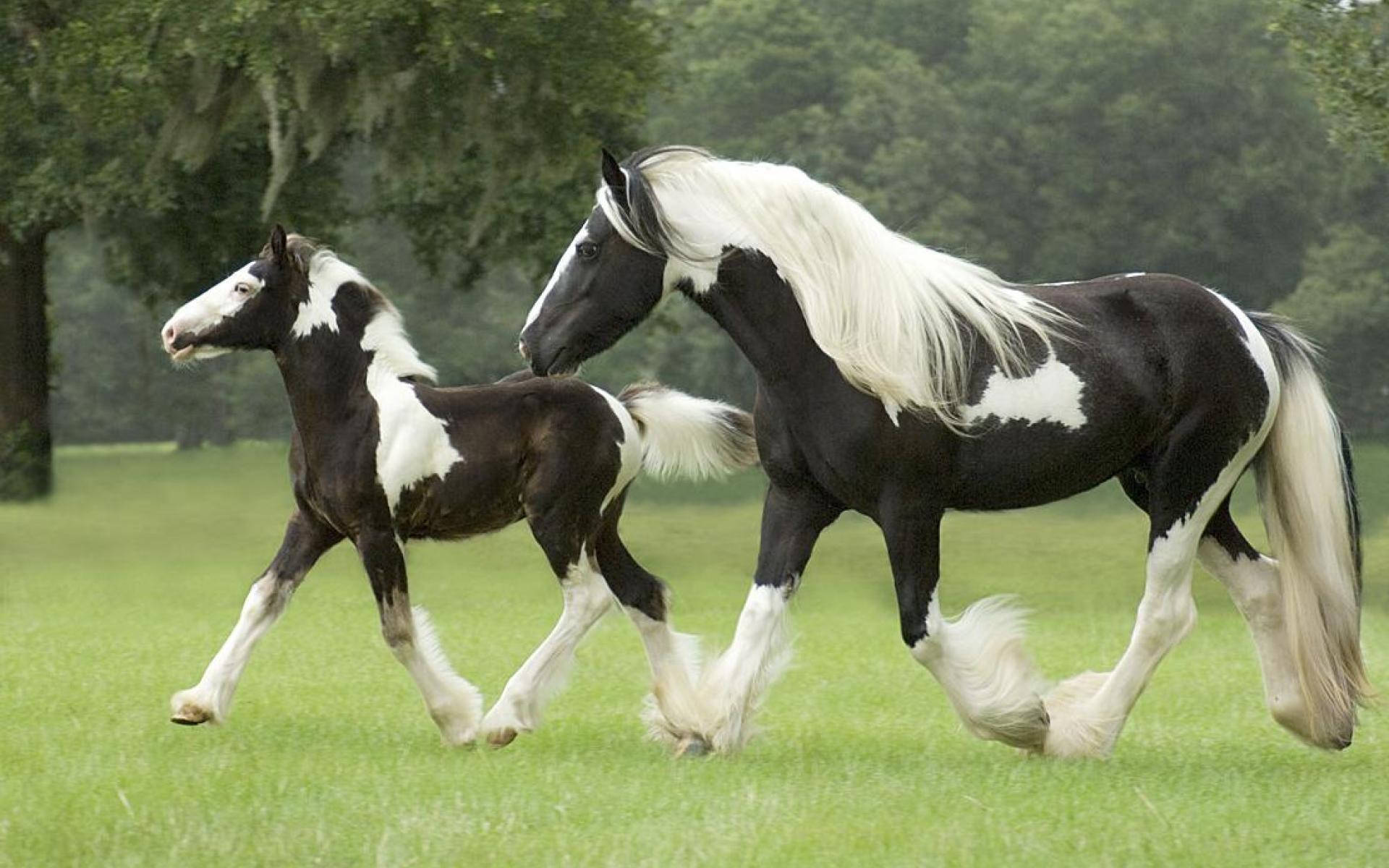 animals 桌布 壁紙 — 一匹黑白成馬和一匹小馬在柔和天空下一起奔馳穿過茂盛的綠色草地。