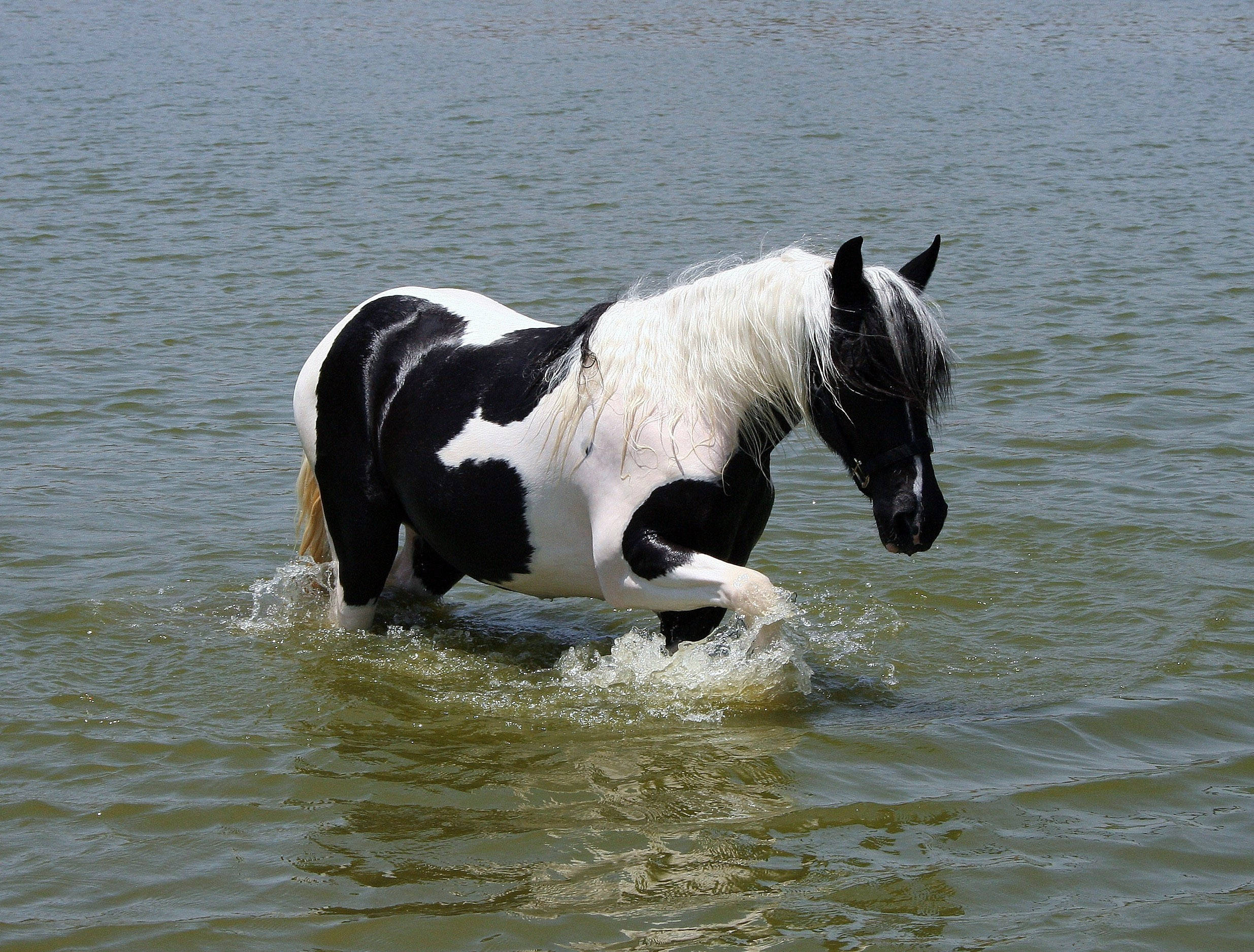 Swimming 桌布 壁紙 — 一匹黑白花馬在淺水中奔馳，在明亮的日光下濺起水花。