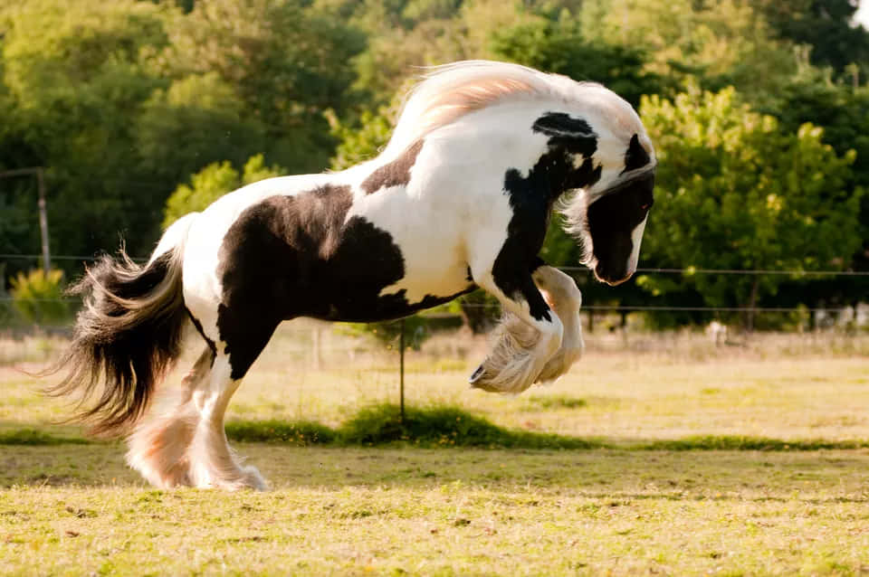 Pretty Horses 桌布 壁紙 — 一匹黑白花馬在陽光明媚的草地上強而有力地跳躍，背景有綠樹。