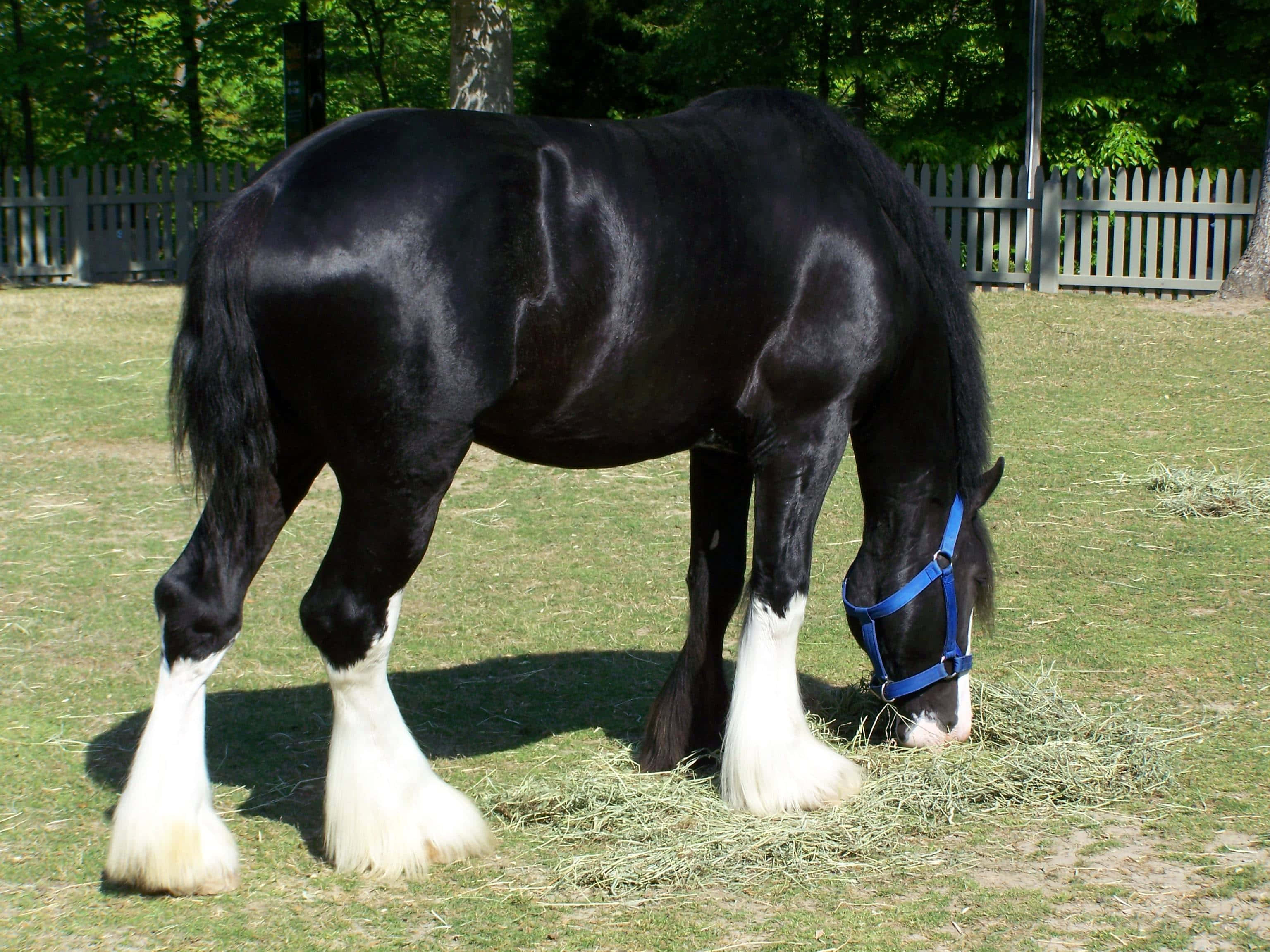 Clydesdale Horse 桌布 壁紙 — 一匹黑色克萊茲代爾馬，有著白色羽毛般的腿，在陽光明媚的草地上吃乾草，草地由木柵欄和樹木環繞。