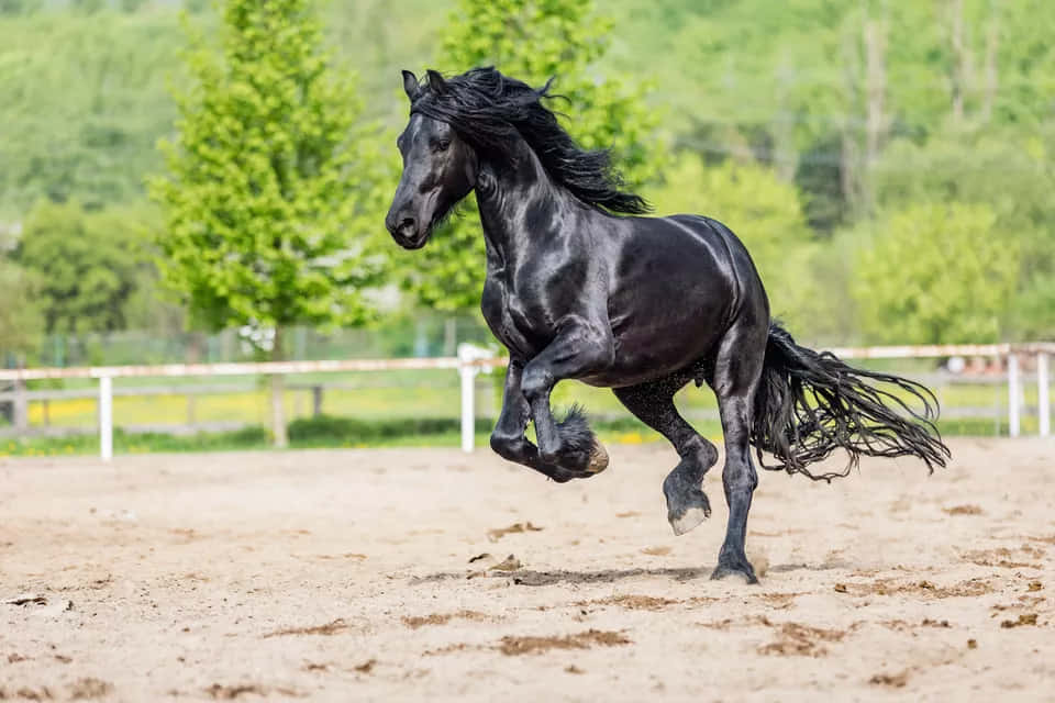 Pretty Horses 桌布 壁紙 — 一匹黑色弗里斯蘭馬在陽光照耀的沙地競技場上強勁奔馳，背景是茂密的綠樹。